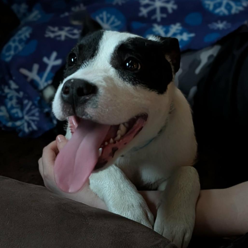 Enlarge Norma, a Adoptable Pit Bull Terrier in Melbourne, KY image 1/1