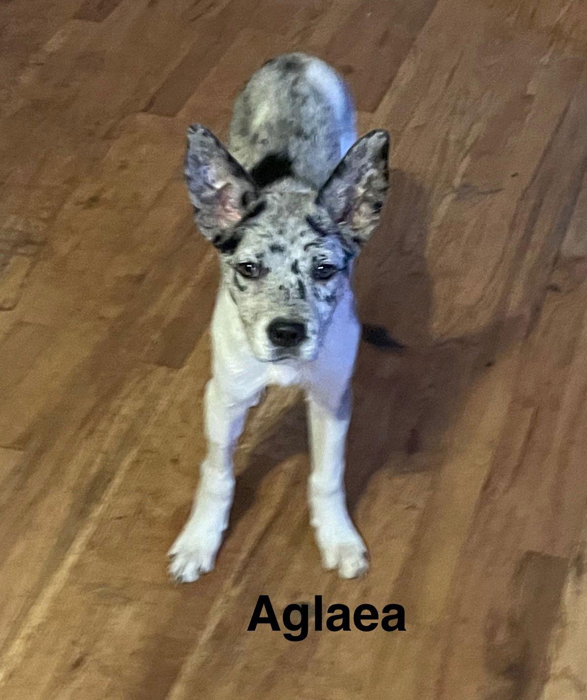 Aglaea, Adoptable, Puppy Female Catahoula Leopard Dog & American Bulldog.
