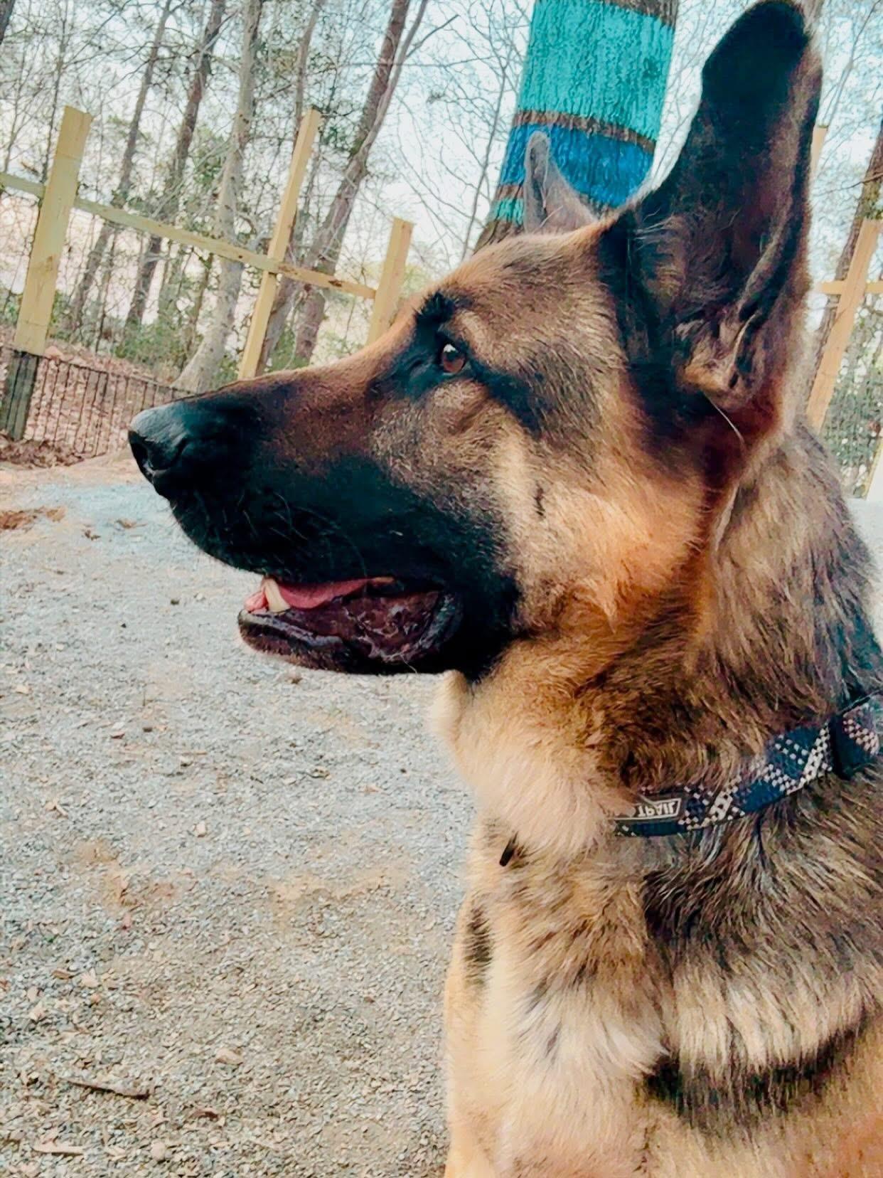 Enlarge Beyla, a Adoptable German Shepherd Dog in Richmond, VA image 4/4