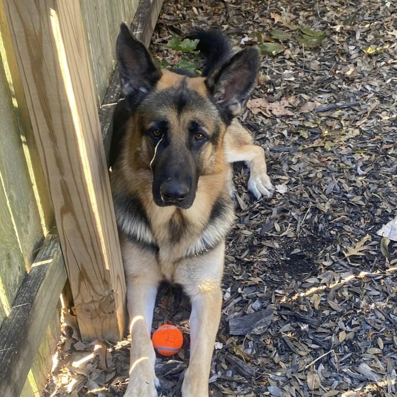 Enlarge Beyla, a Adoptable German Shepherd Dog in Richmond, VA image 2/4