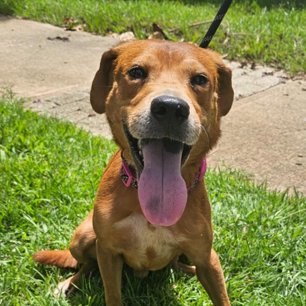 Canelo A, a Adoptable Mixed Breed in Guaynabo, PR image 1/4