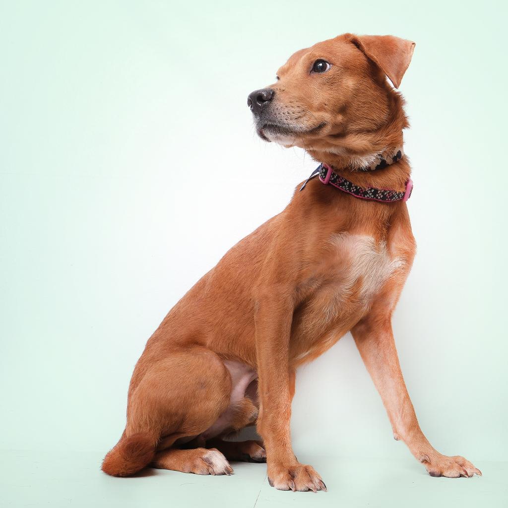 Canelo A, a Adoptable Mixed Breed in Guaynabo, PR image 2/4