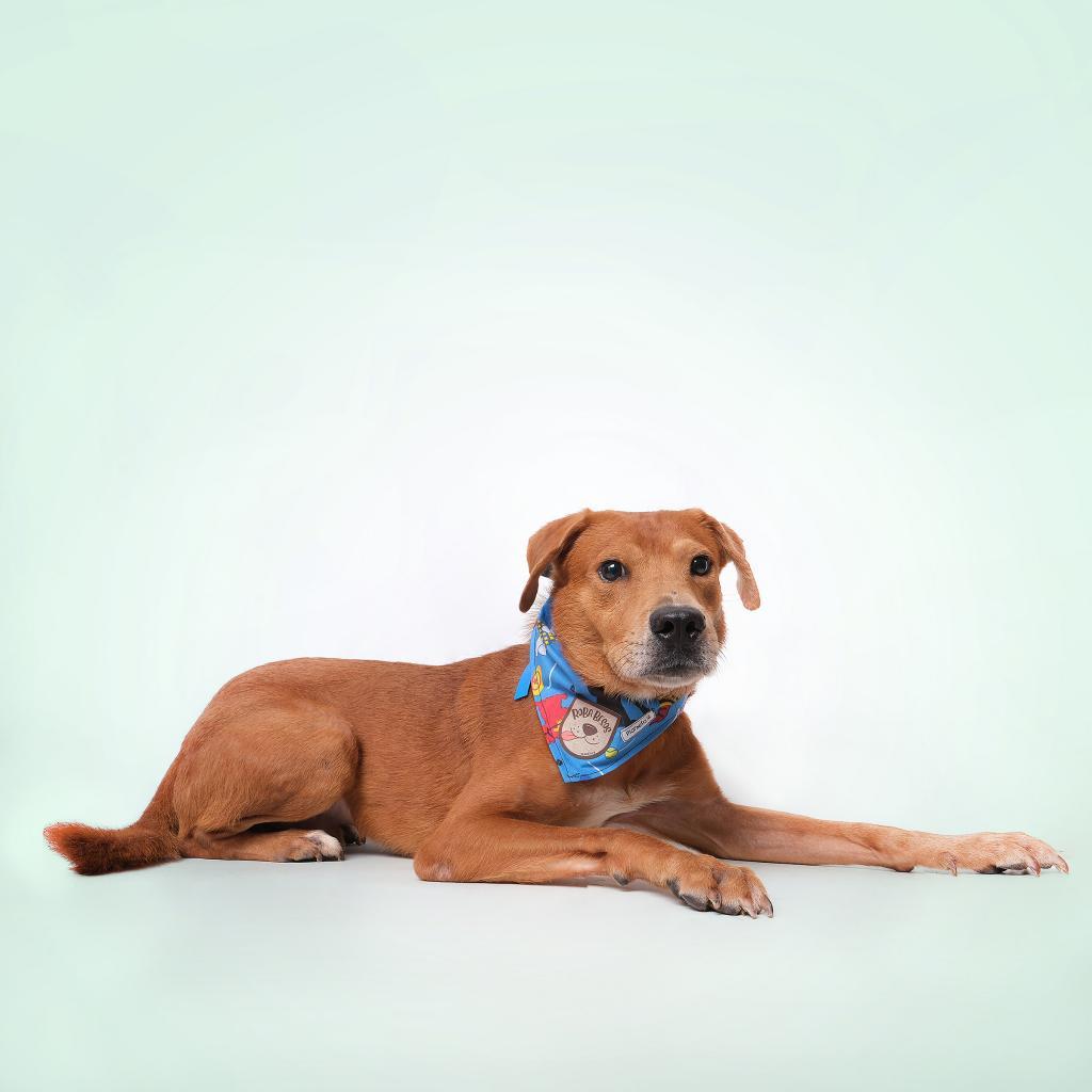 Canelo A, a Adoptable Mixed Breed in Guaynabo, PR image 3/4