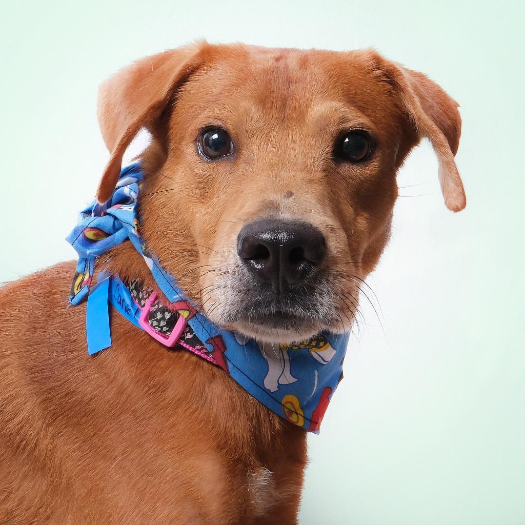 Canelo A, a Adoptable Mixed Breed in Guaynabo, PR image 4/4