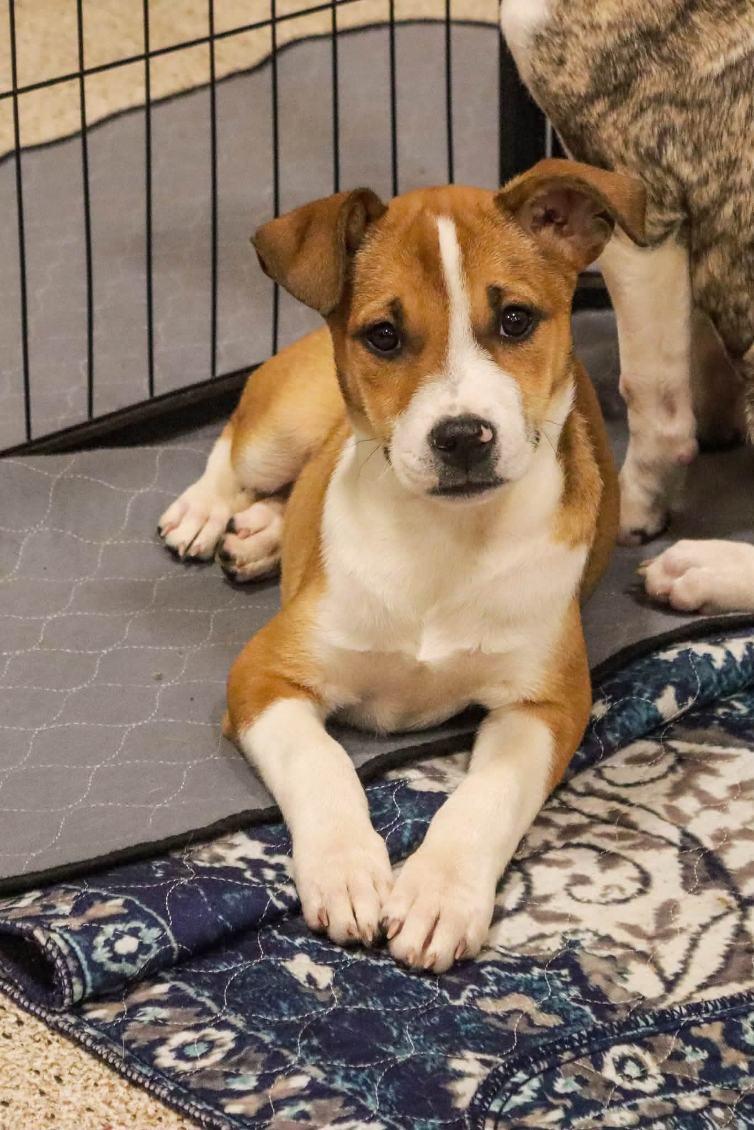 Kimberly, Adoptable, Puppy Female Shepherd.