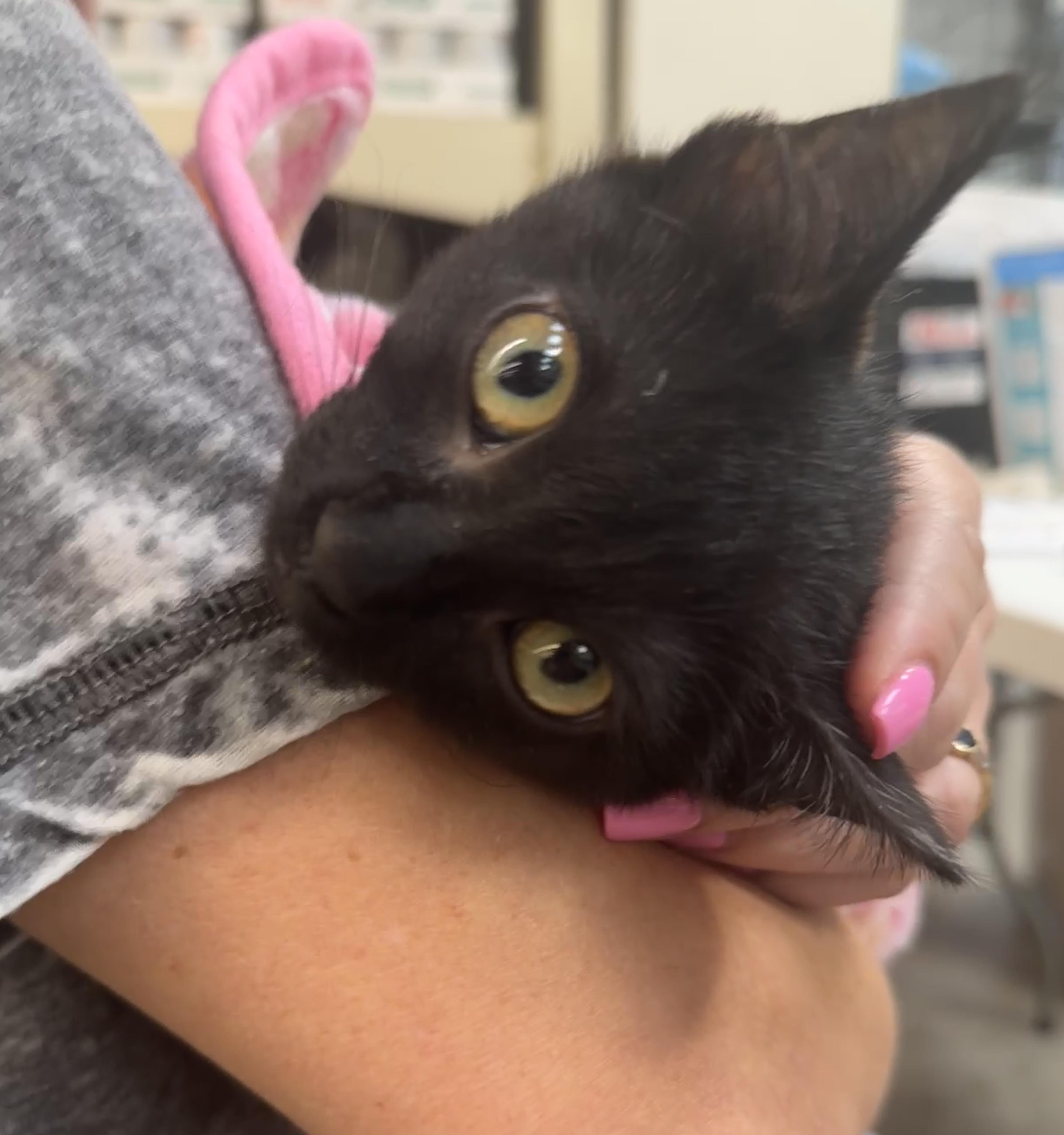 Enlarge Artemis (snuggle expert), a ADOPTABLE mixed breed in Houston, TX image 4/6