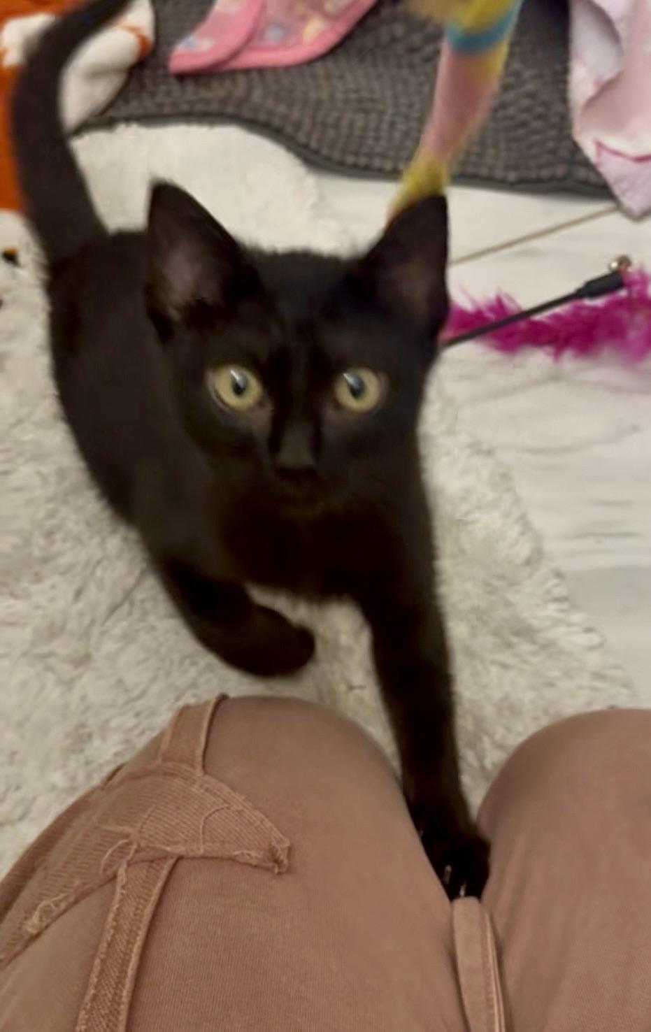 Enlarge Artemis (snuggle expert), a ADOPTABLE mixed breed in Houston, TX image 2/6