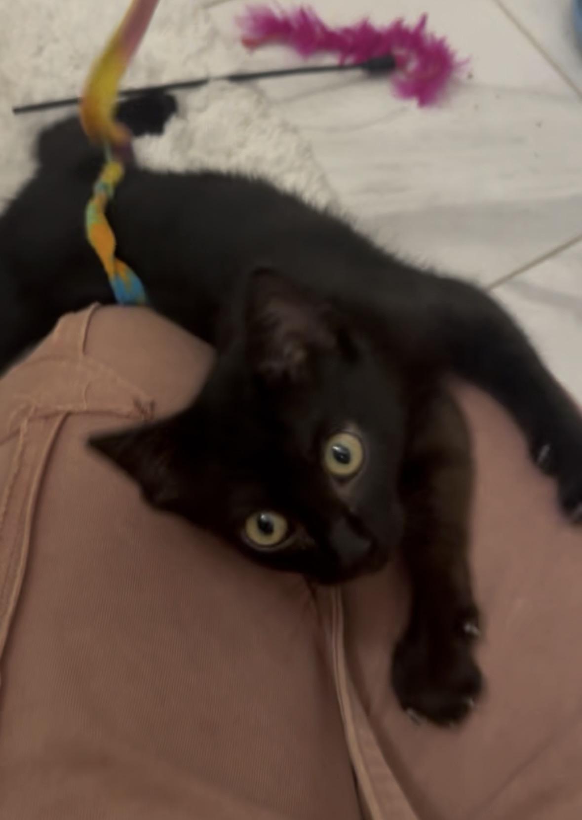 Enlarge Artemis (snuggle expert), a ADOPTABLE mixed breed in Houston, TX image 5/6