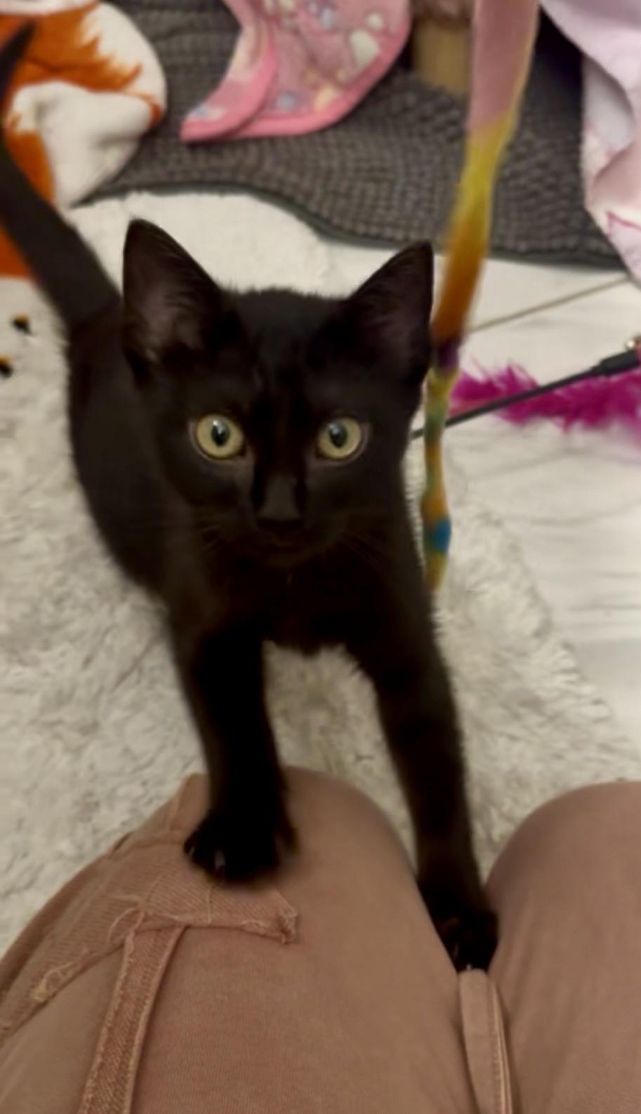 Enlarge Artemis (snuggle expert), a ADOPTABLE mixed breed in Houston, TX image 3/6