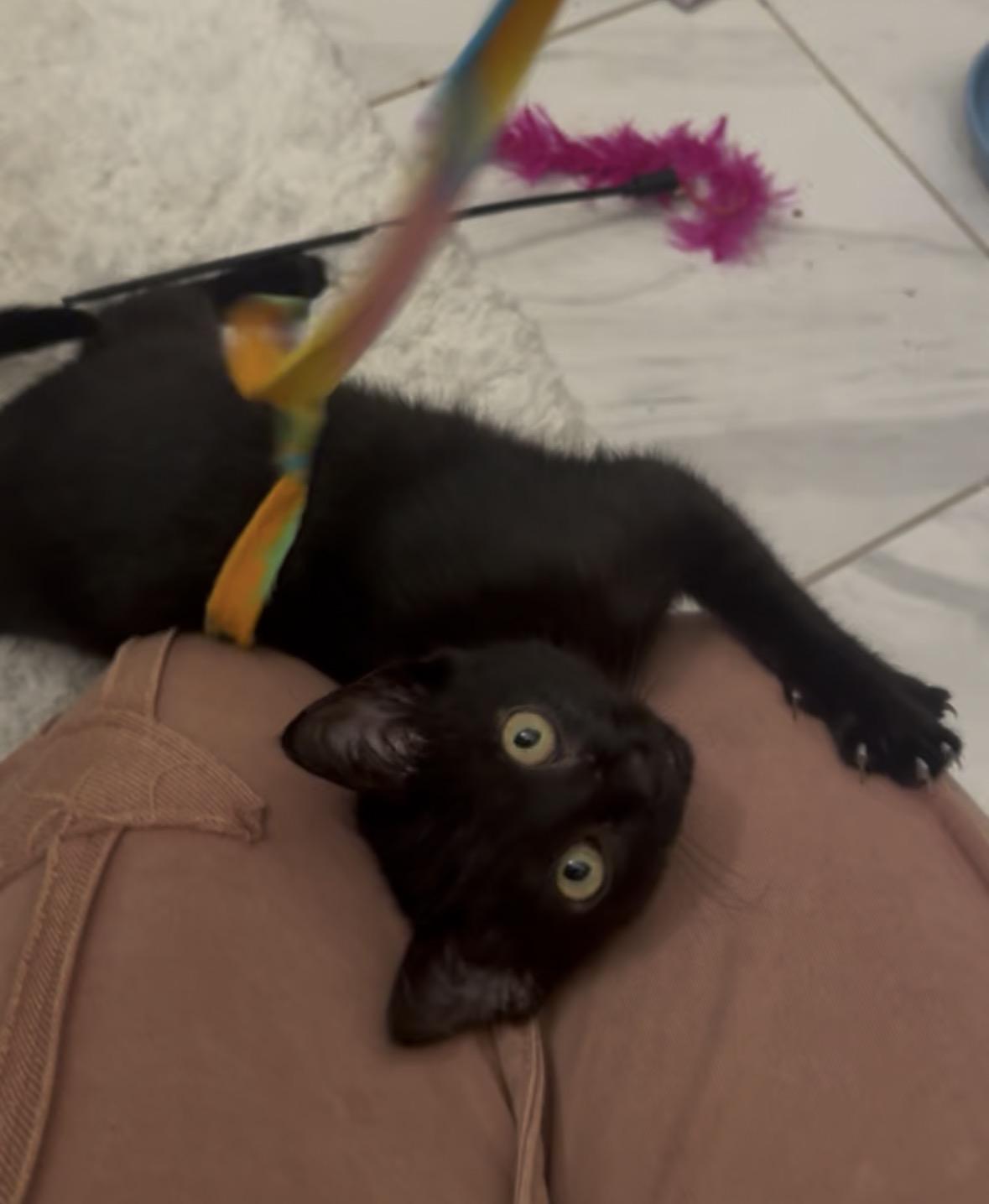 Enlarge Artemis (snuggle expert), a ADOPTABLE mixed breed in Houston, TX image 1/6