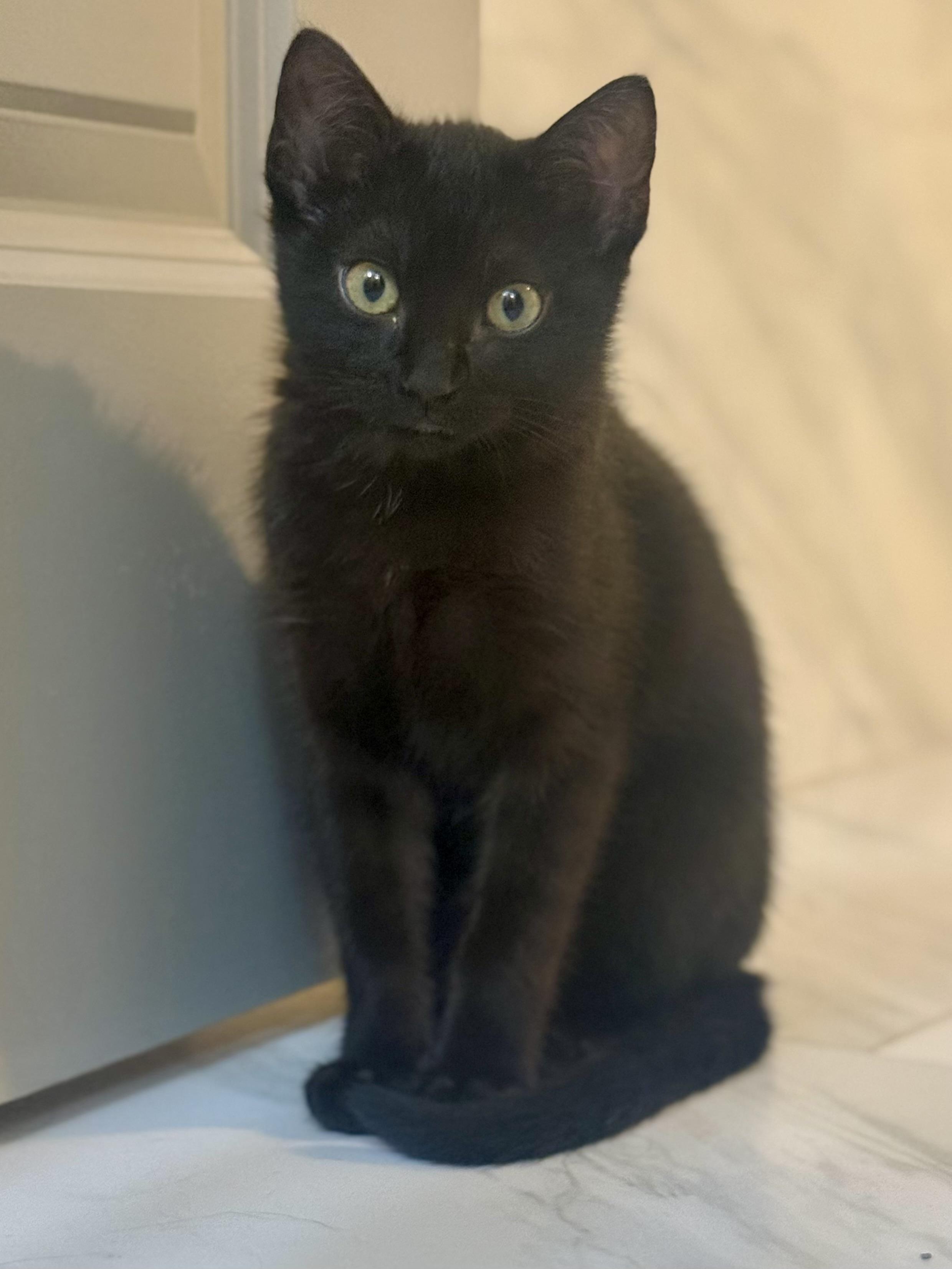 Enlarge Artemis (snuggle expert), a ADOPTABLE mixed breed in Houston, TX image 6/6