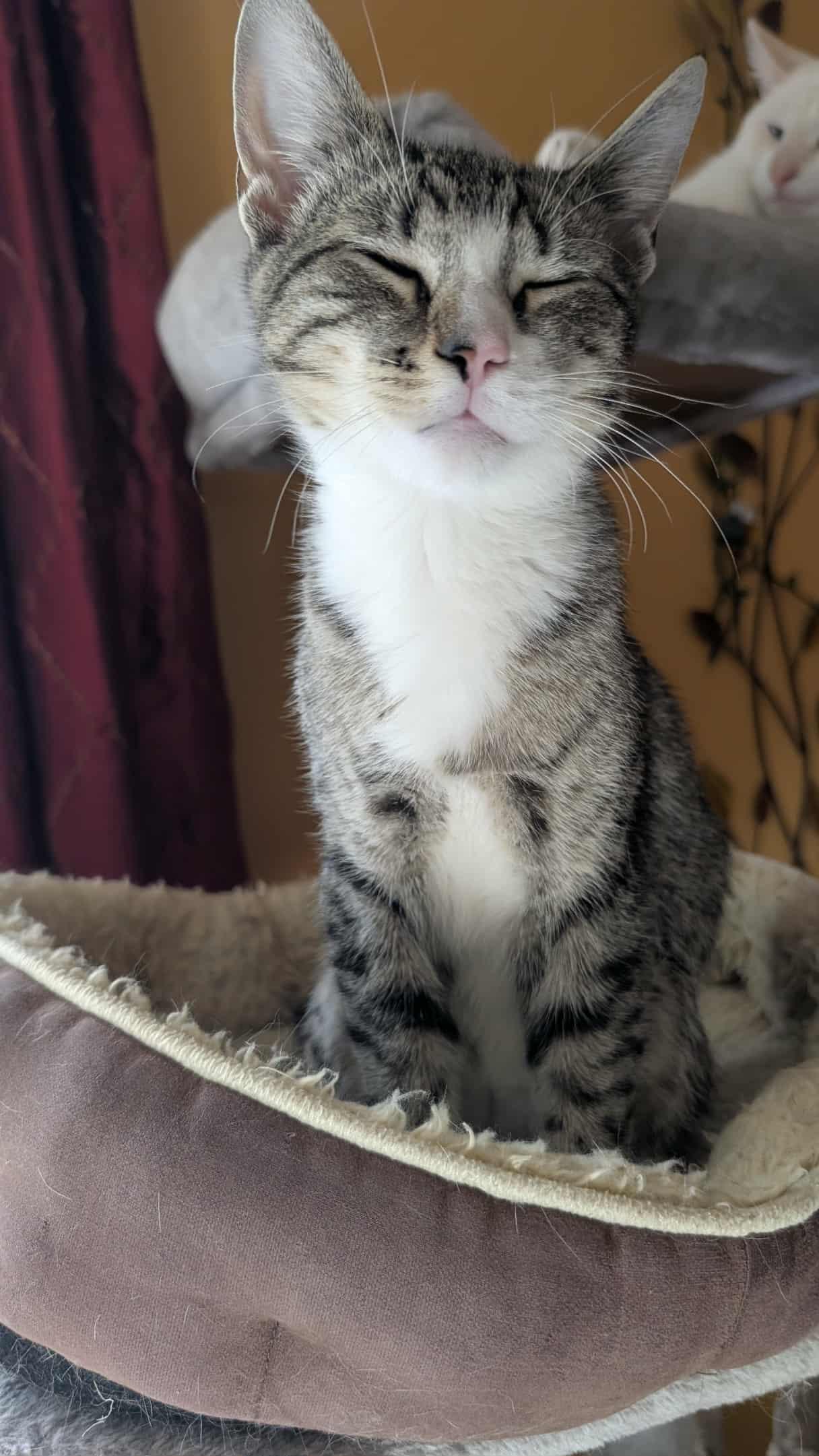 Luigi, Adopted, Young Male American Shorthair.