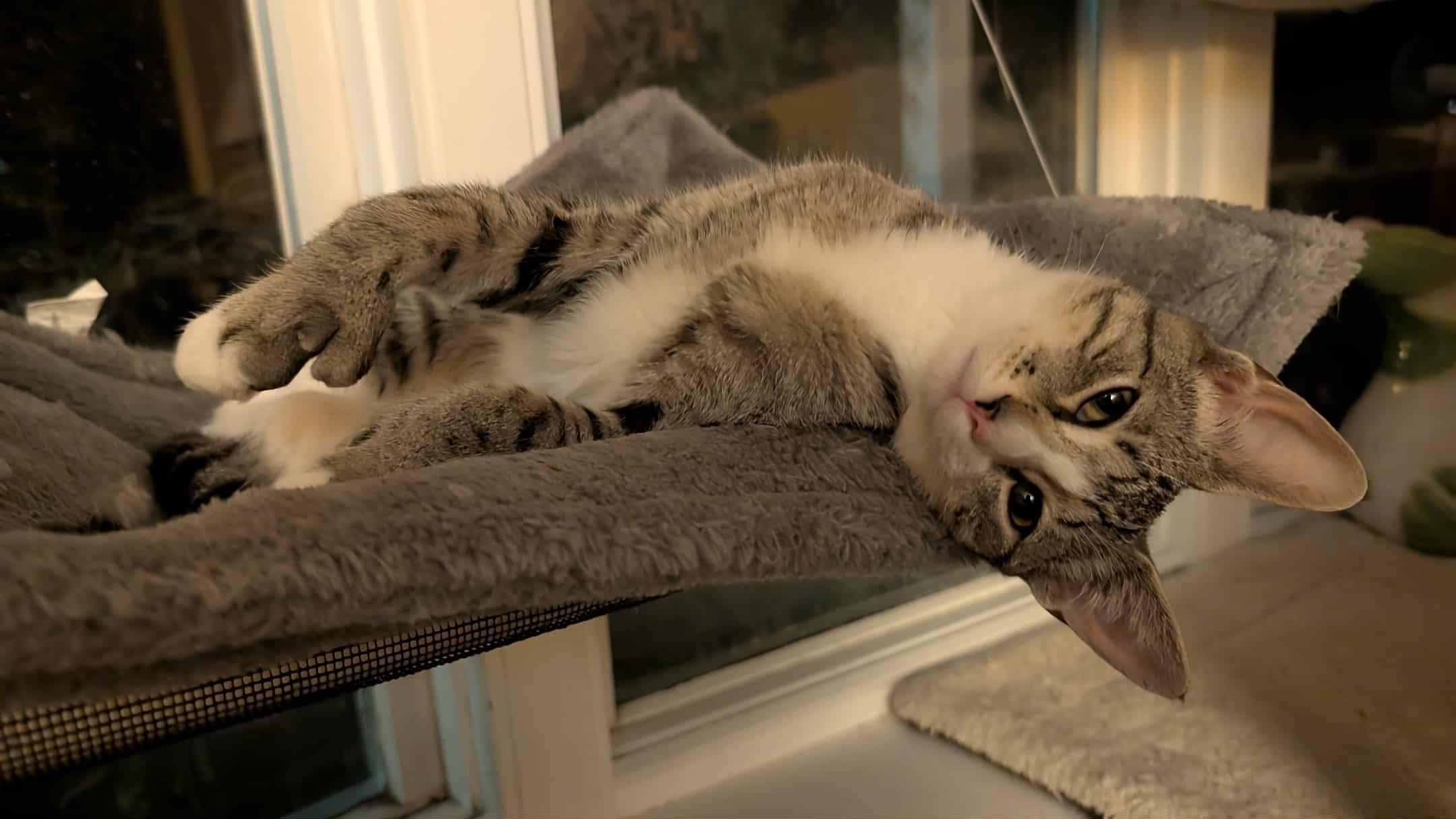 Enlarge Luigi, a Adopted American Shorthair in Johnstown, NY image 2/4