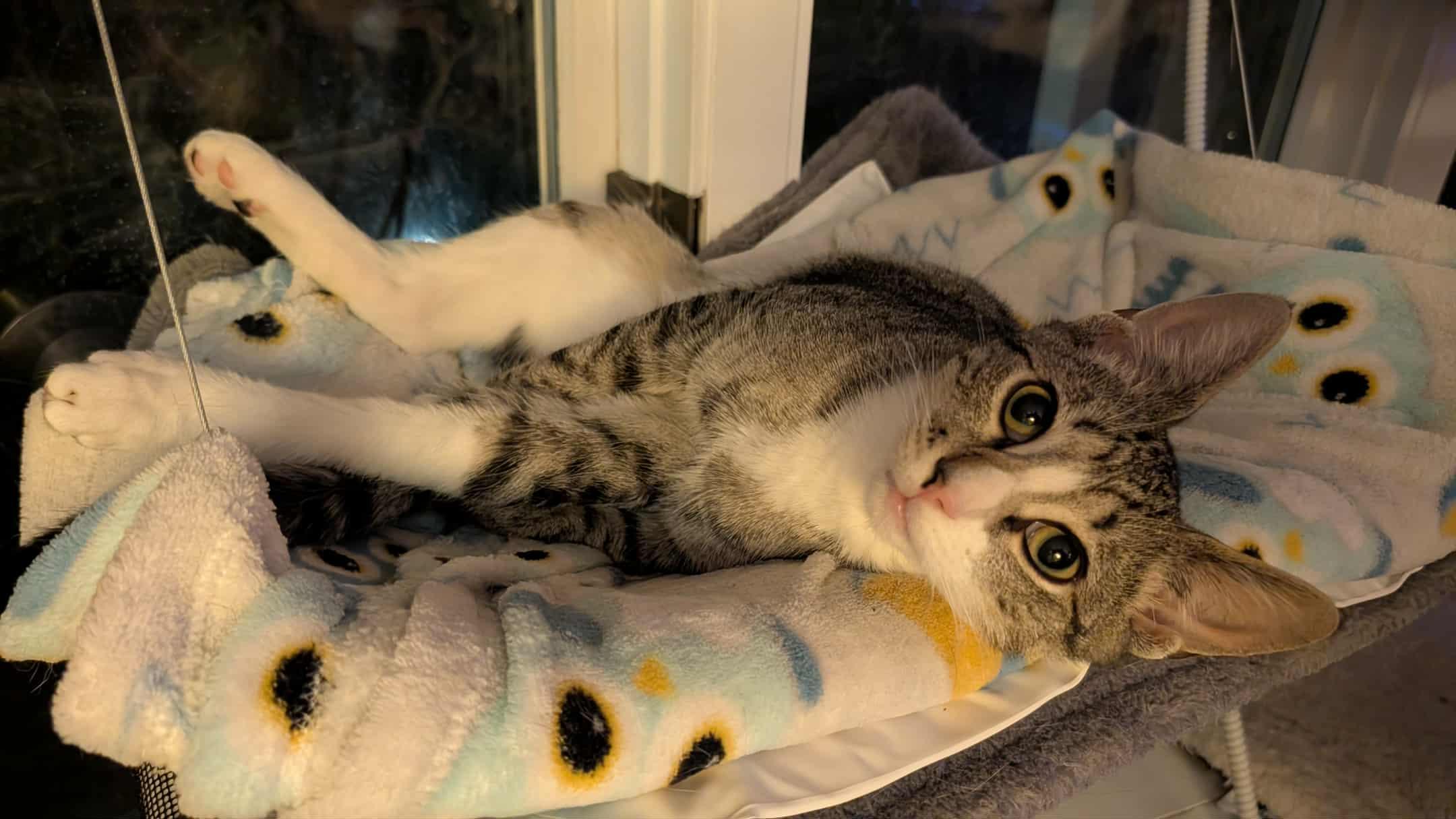 Enlarge Luigi, a Adopted American Shorthair in Johnstown, NY image 3/4