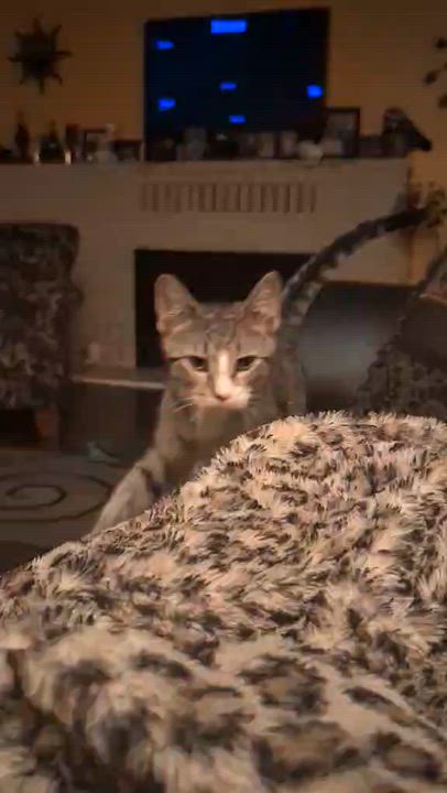 Enlarge Luigi, a Adopted American Shorthair in Johnstown, NY video 4/4