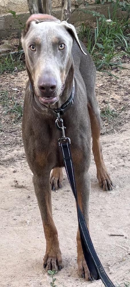 Patriot, Adoptable, Adult Male Doberman Pinscher.