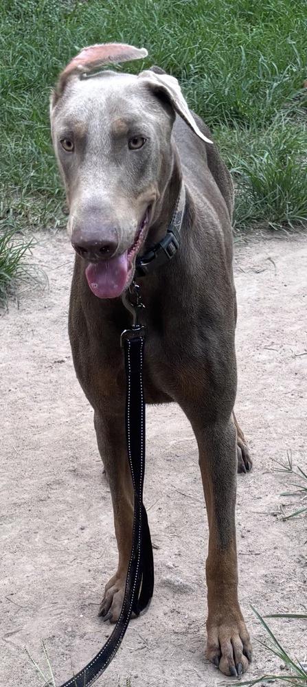 Enlarge Patriot, a Adoptable Doberman Pinscher in Brookshire, TX image 2/2