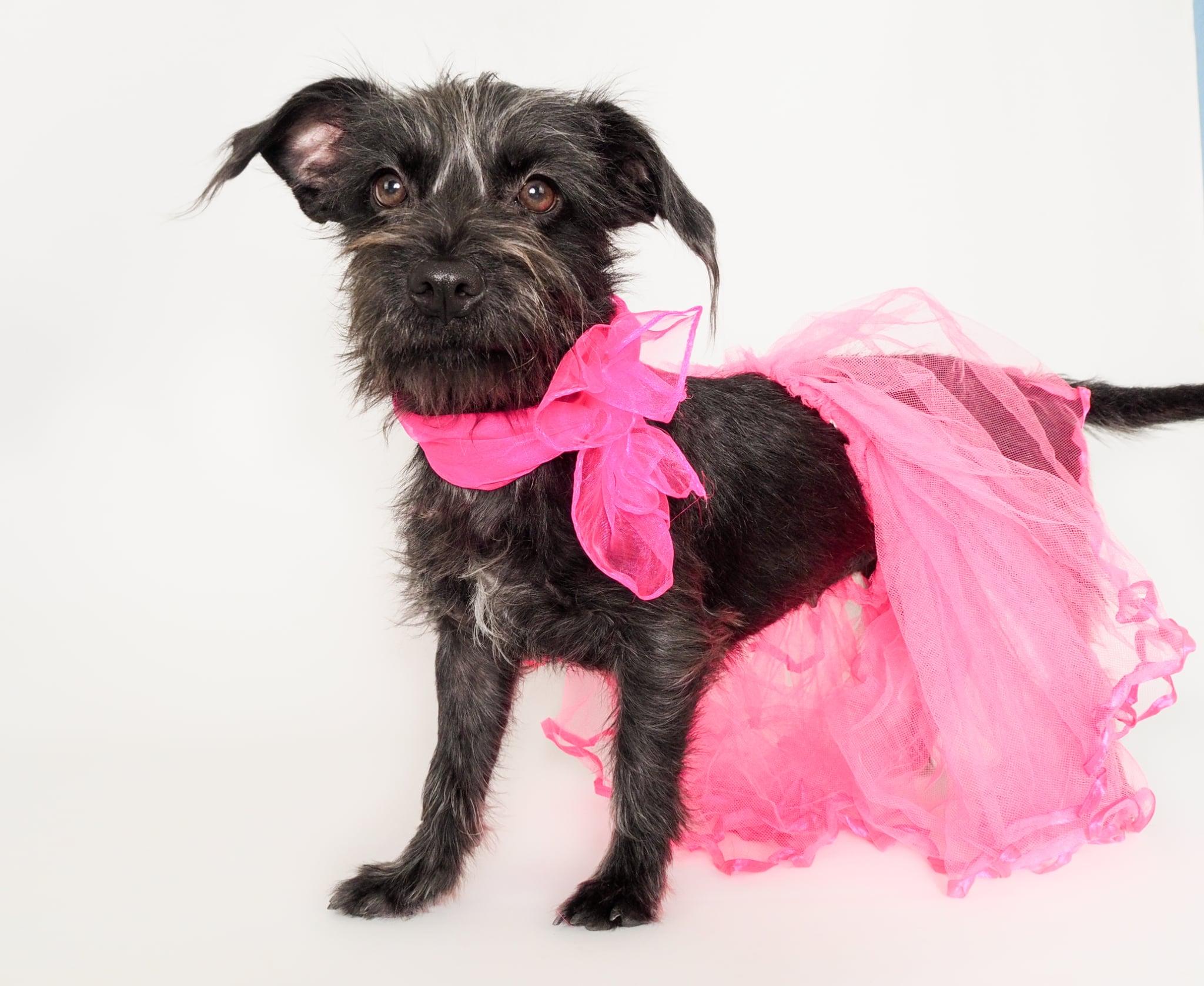 Selena, Adoptable, Young Female Terrier & Schnauzer.