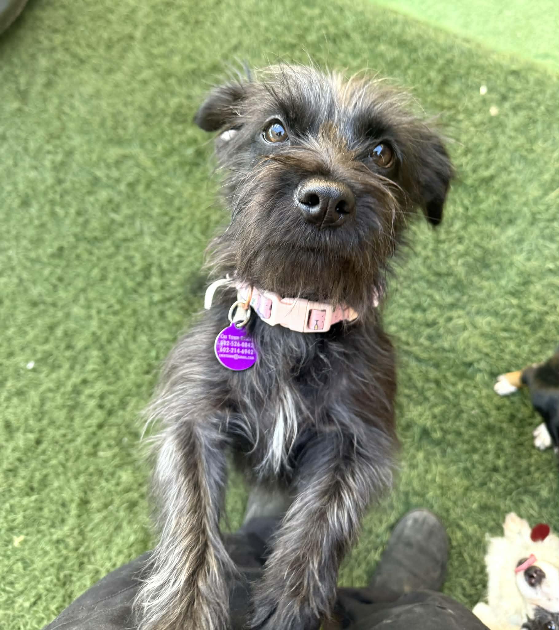 Selena, a Adoptable mixed breed in PHOENIX, AZ image 5/5