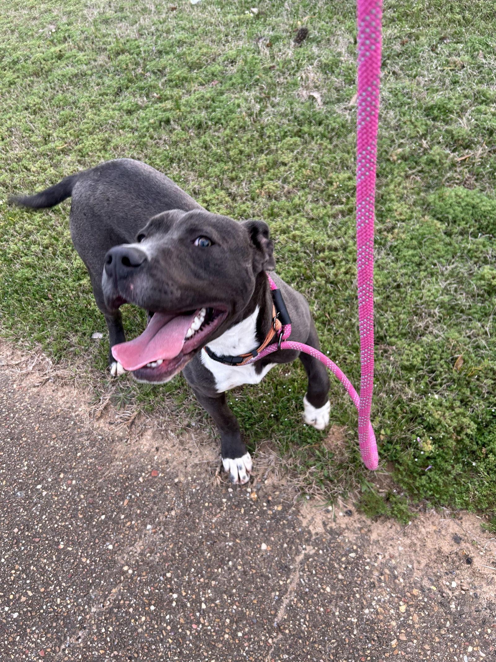 Enlarge Jude, a Adoptable mixed breed in Monticello, MS image 1/3