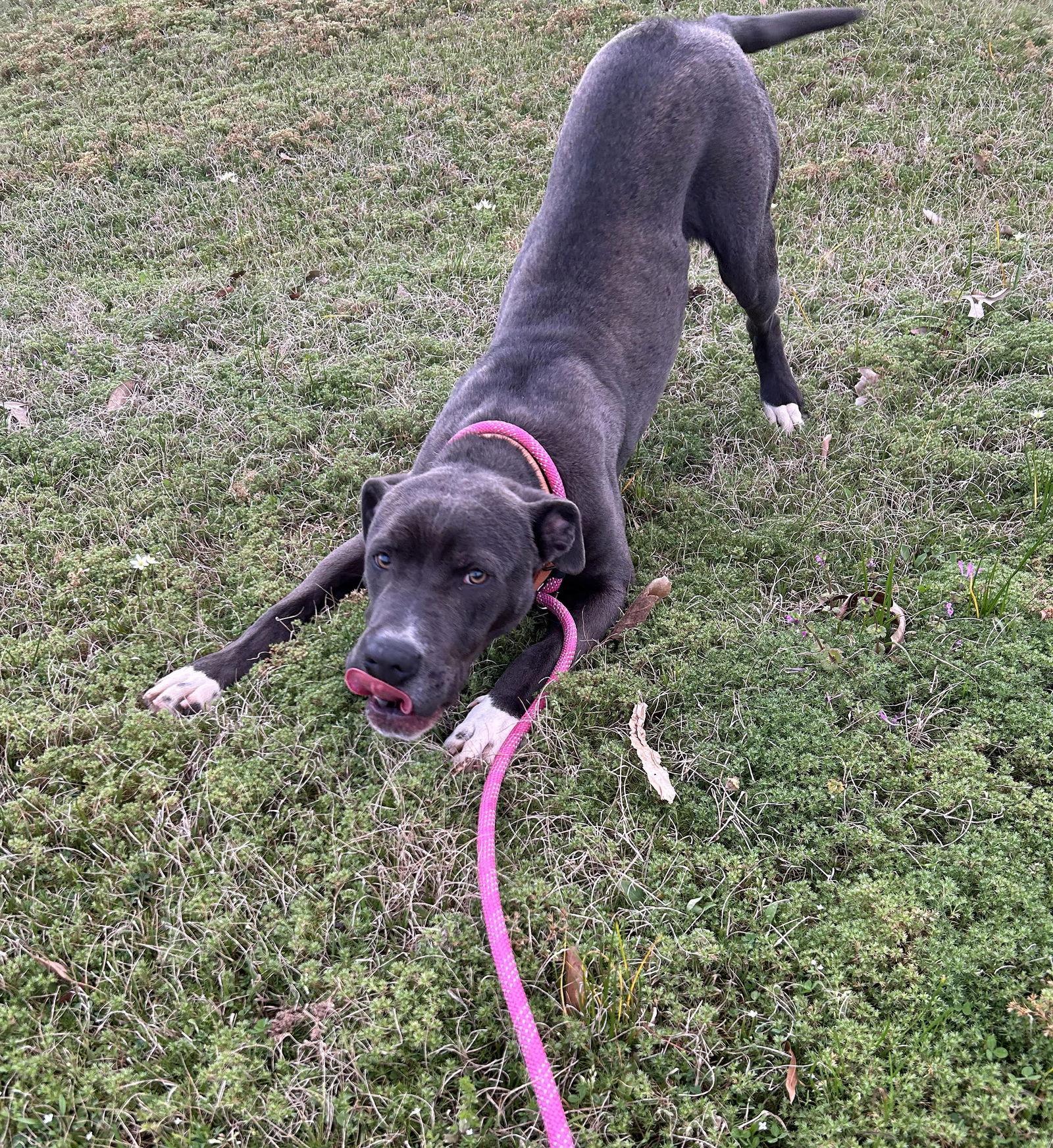 Enlarge Jude, a Adoptable mixed breed in Monticello, MS image 2/3