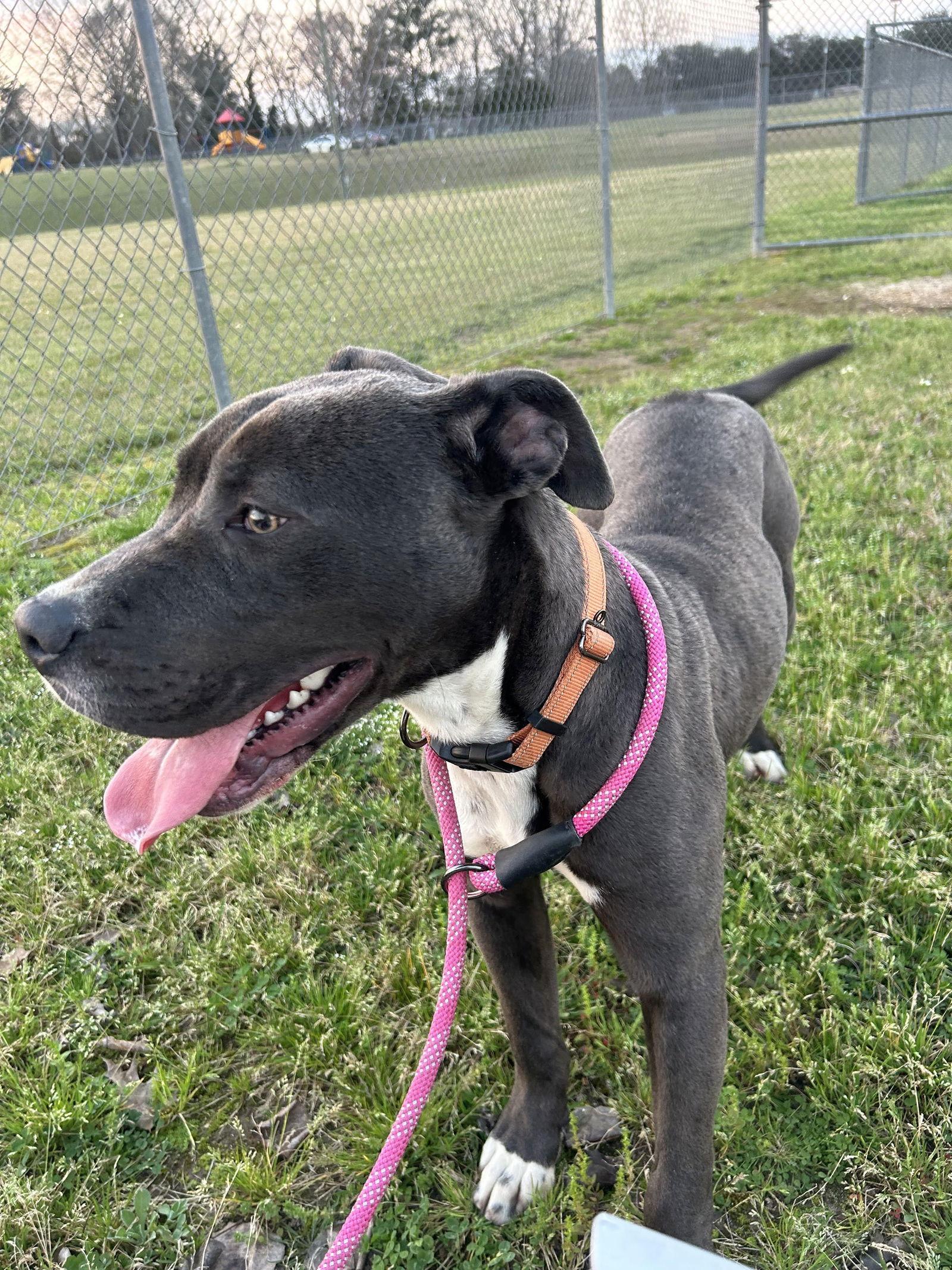 Enlarge Jude, a Adoptable mixed breed in Monticello, MS image 3/3