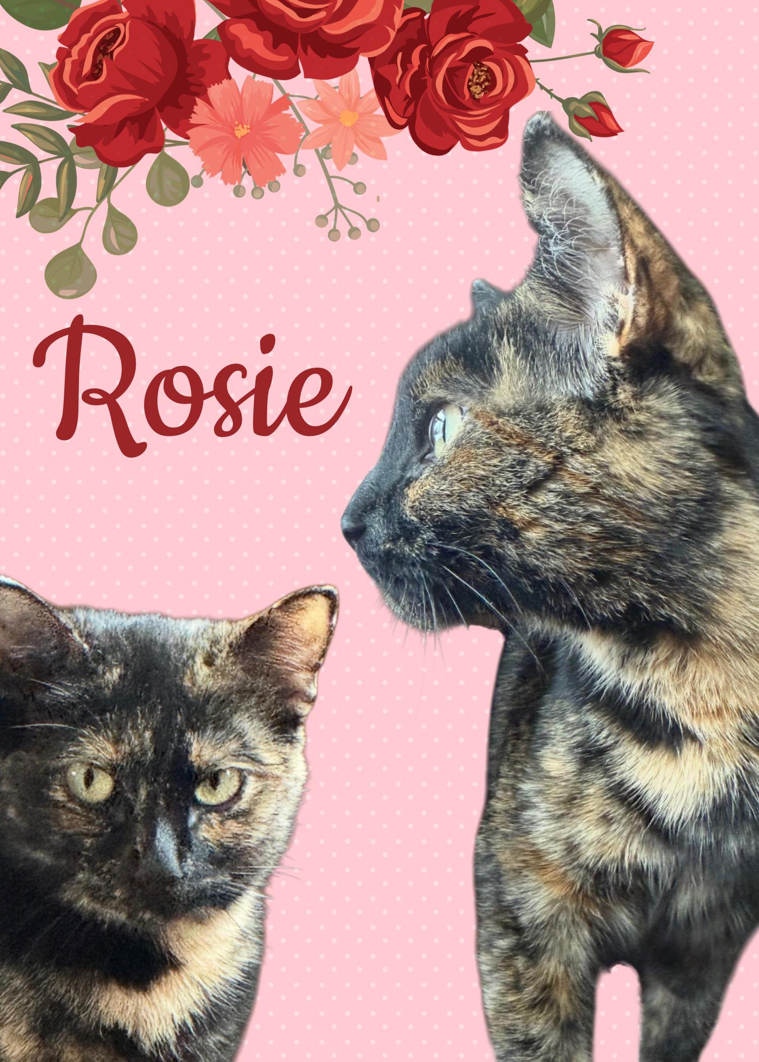 Rosie, adopted, Adult Female Domestic Short Hair.