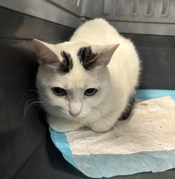 Sweet Cream — thumbnail 2