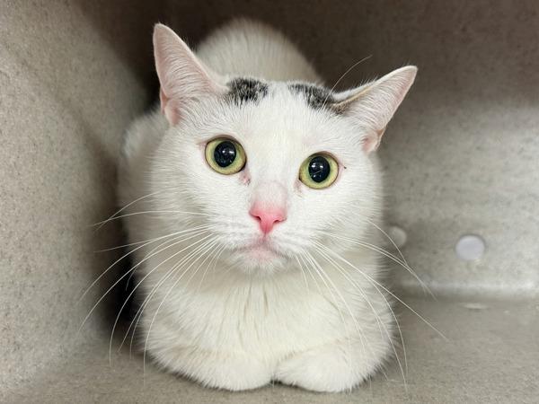 Sweet Cream — thumbnail 4