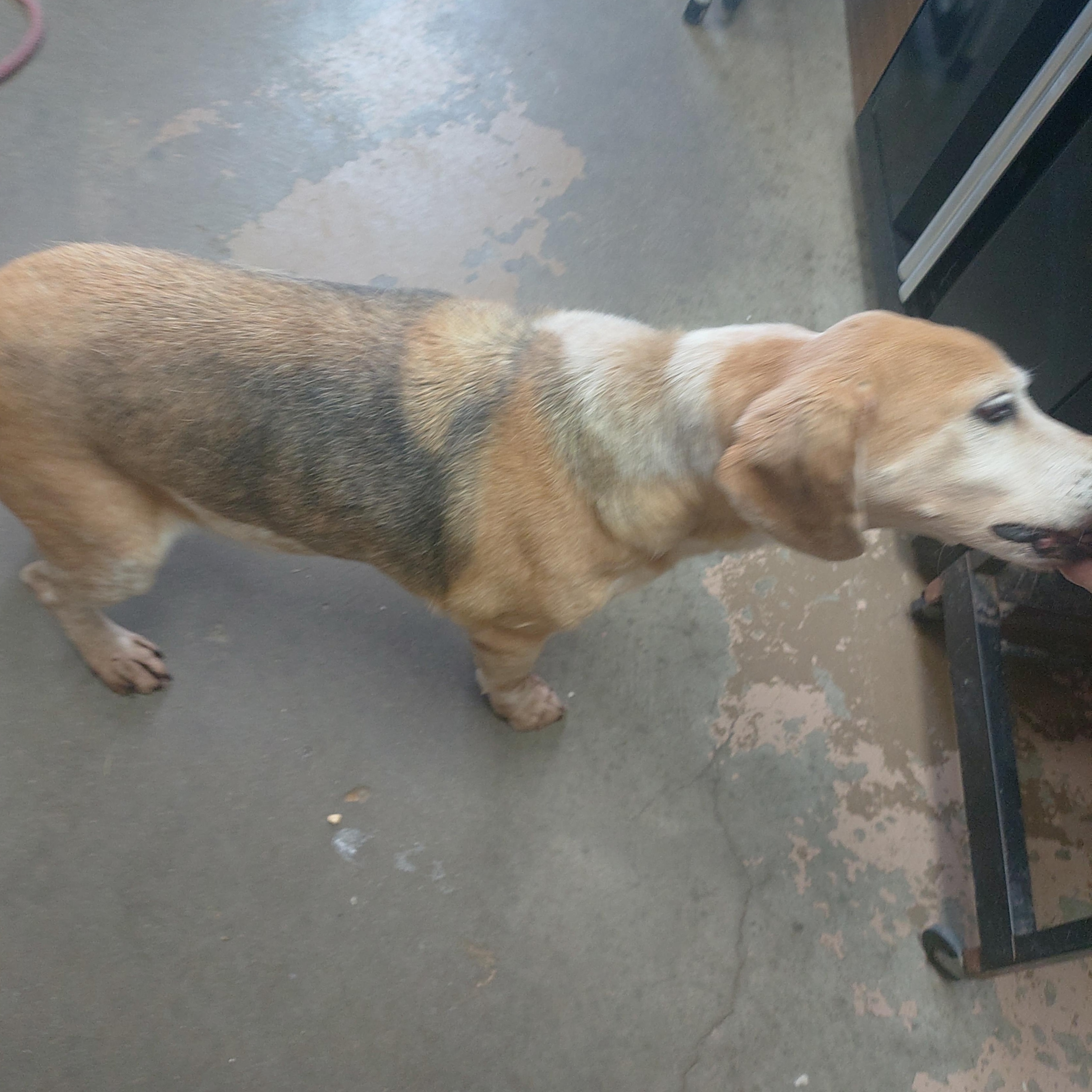 26-056, a ADOPTABLE mixed breed in Carrollton, OH image 2/3