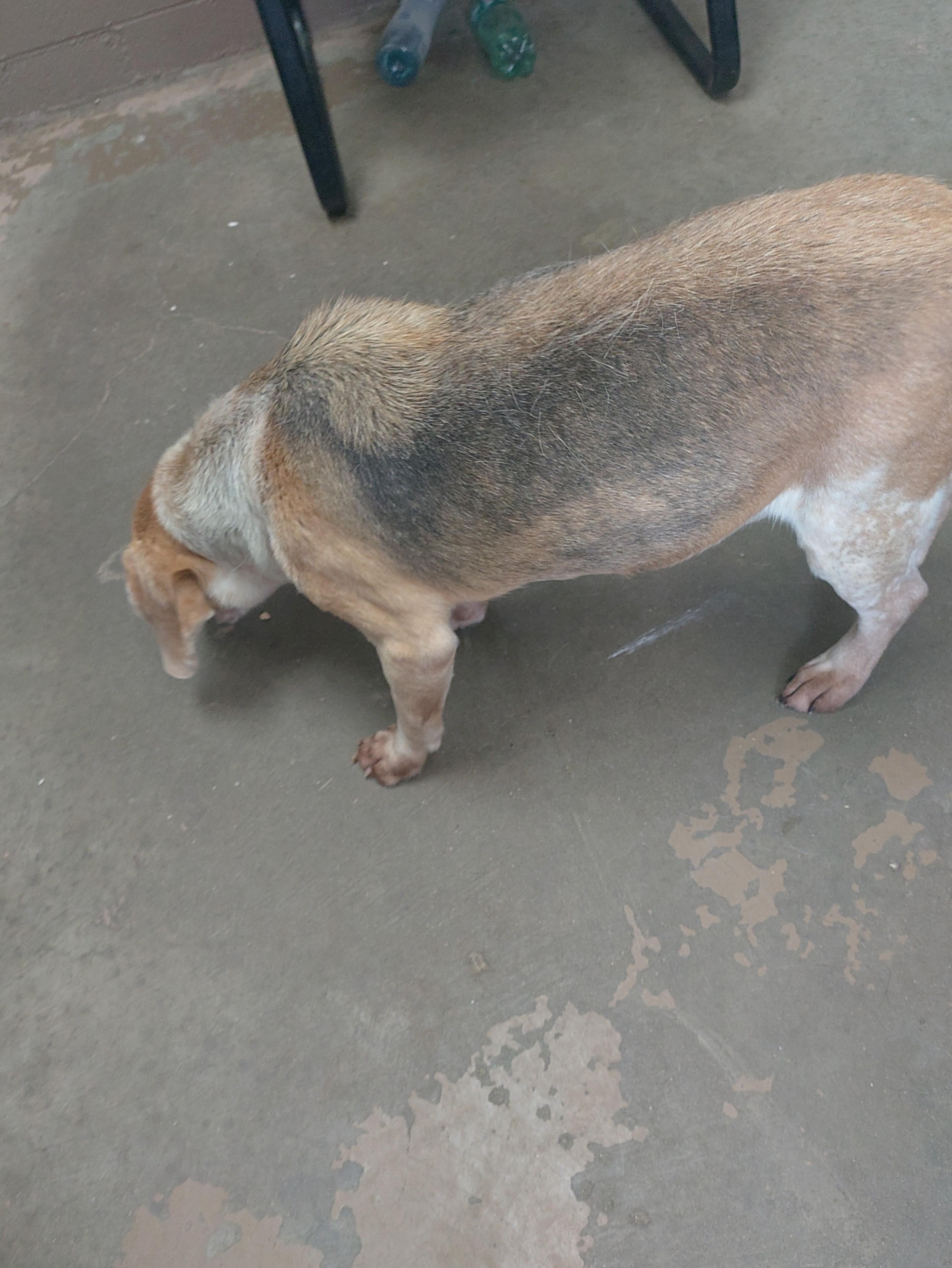 26-056, a ADOPTABLE mixed breed in Carrollton, OH image 3/3