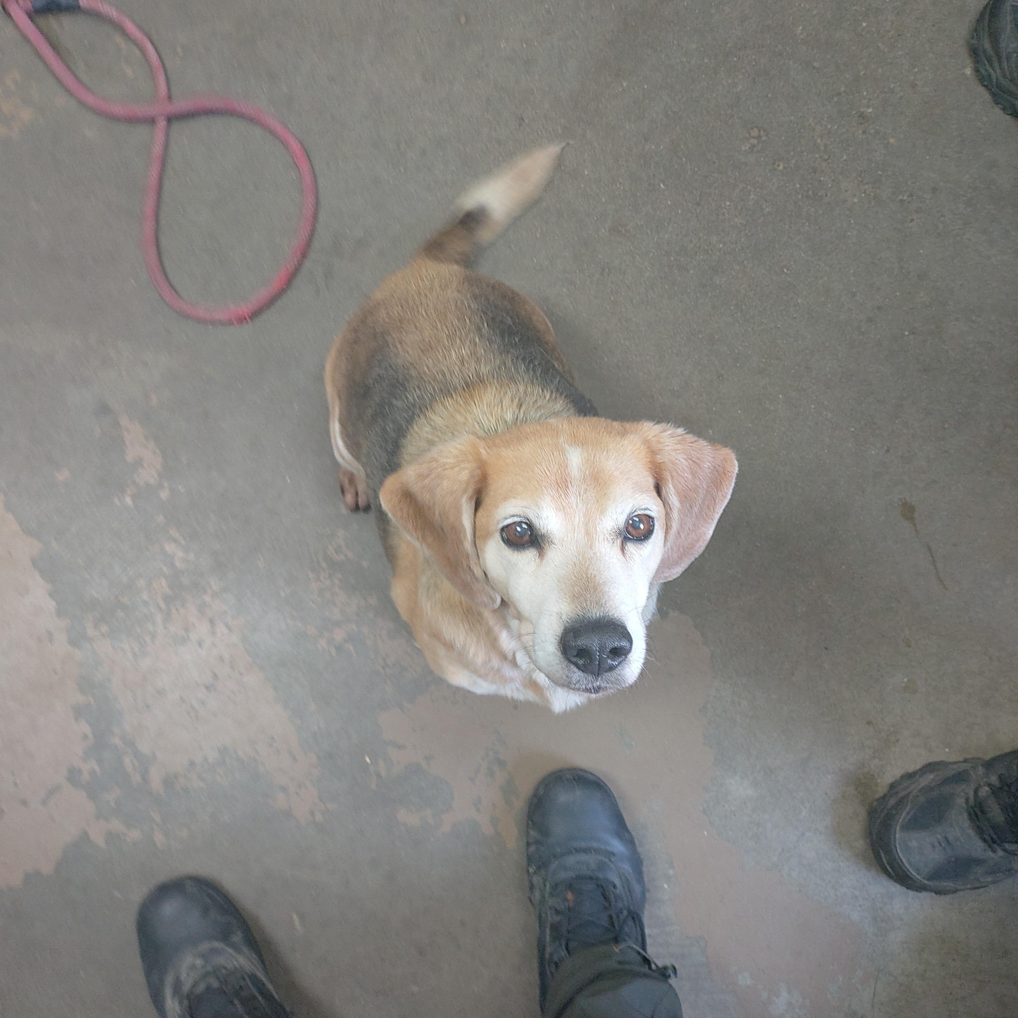 26-056, ADOPTABLE, Adult Male Beagle.