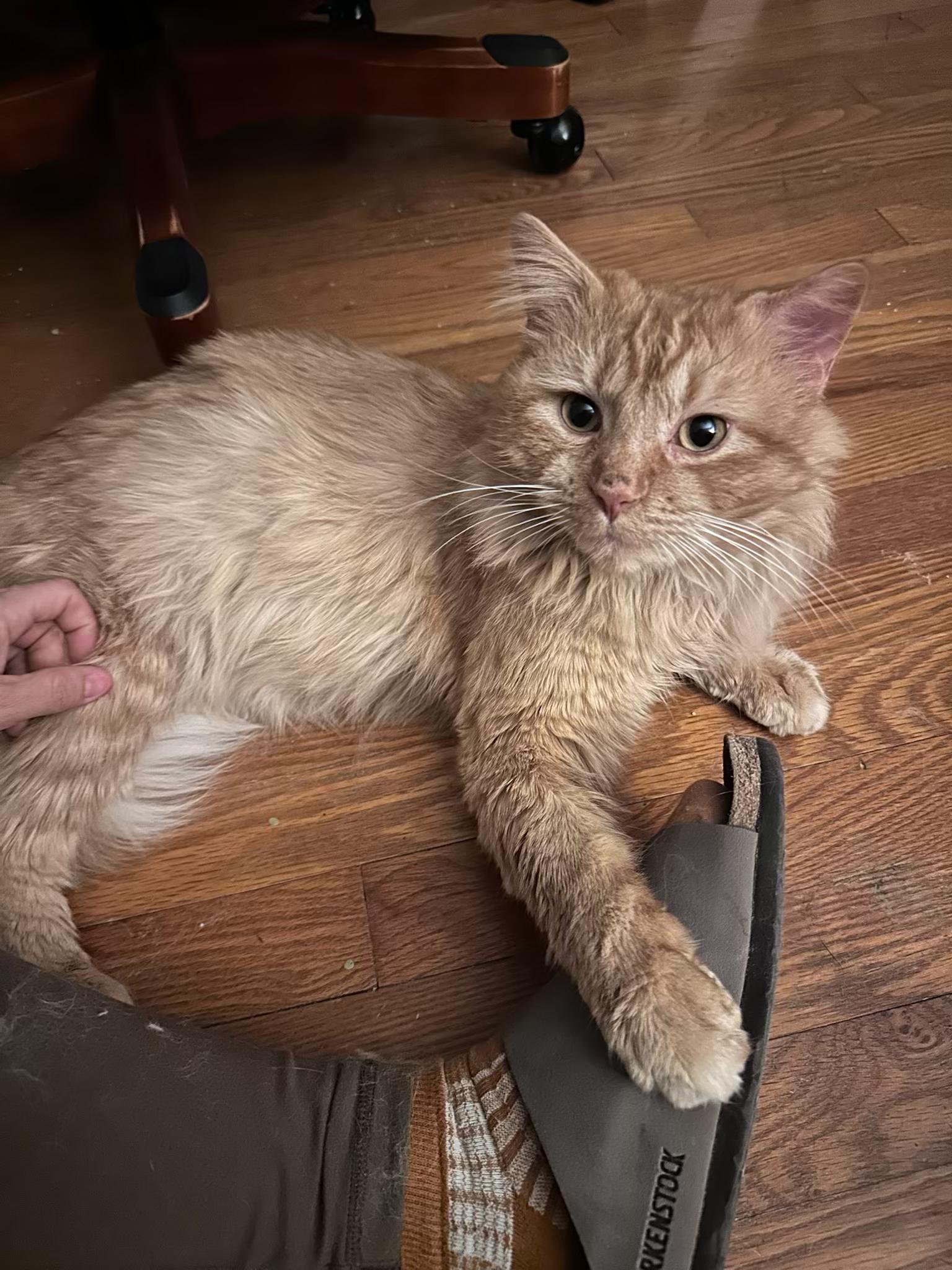 Enlarge Leonidas, a ADOPTABLE Domestic Long Hair in Columbus, OH image 6/6