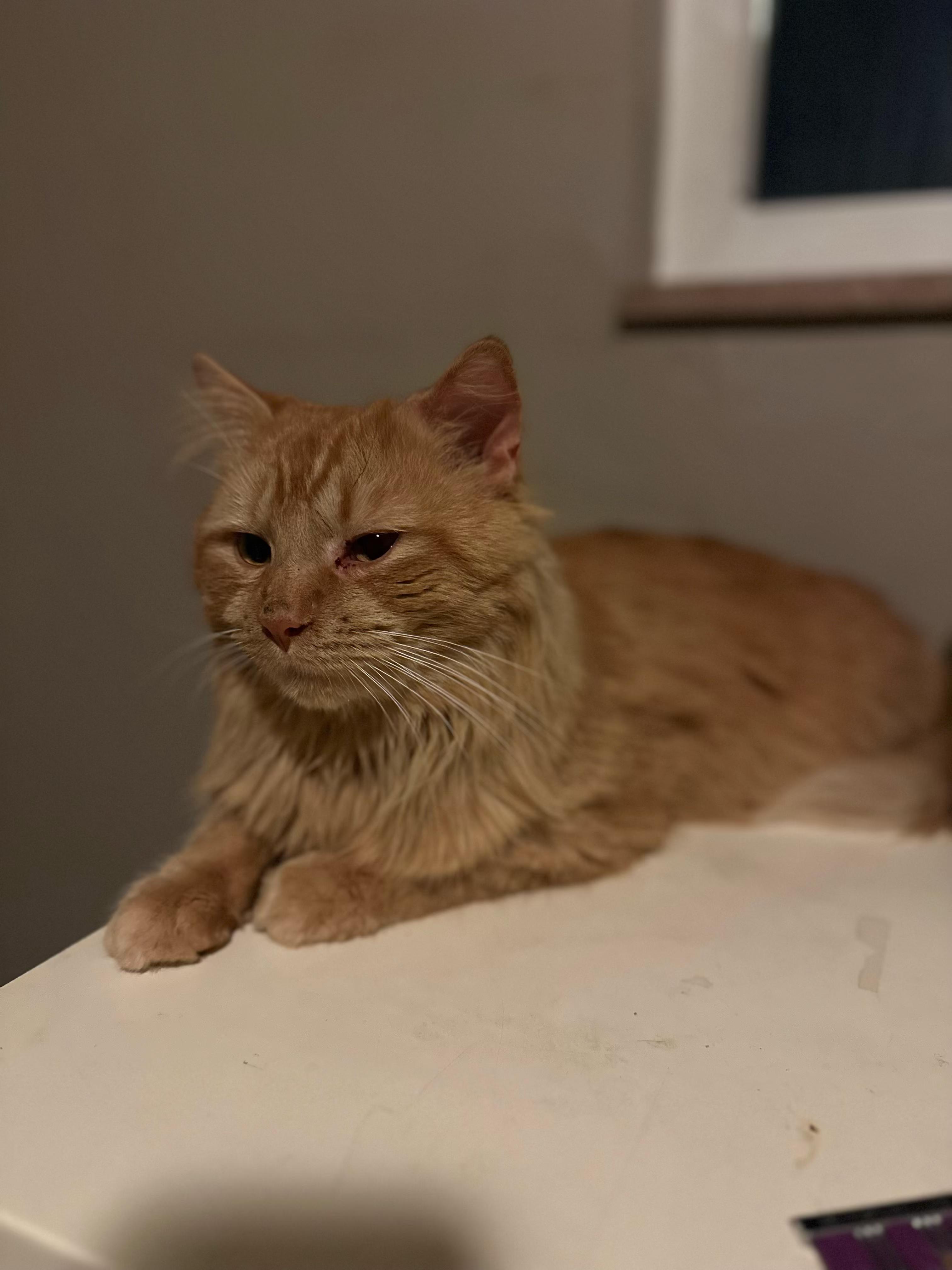 Enlarge Leonidas, a ADOPTABLE Domestic Long Hair in Columbus, OH image 2/6