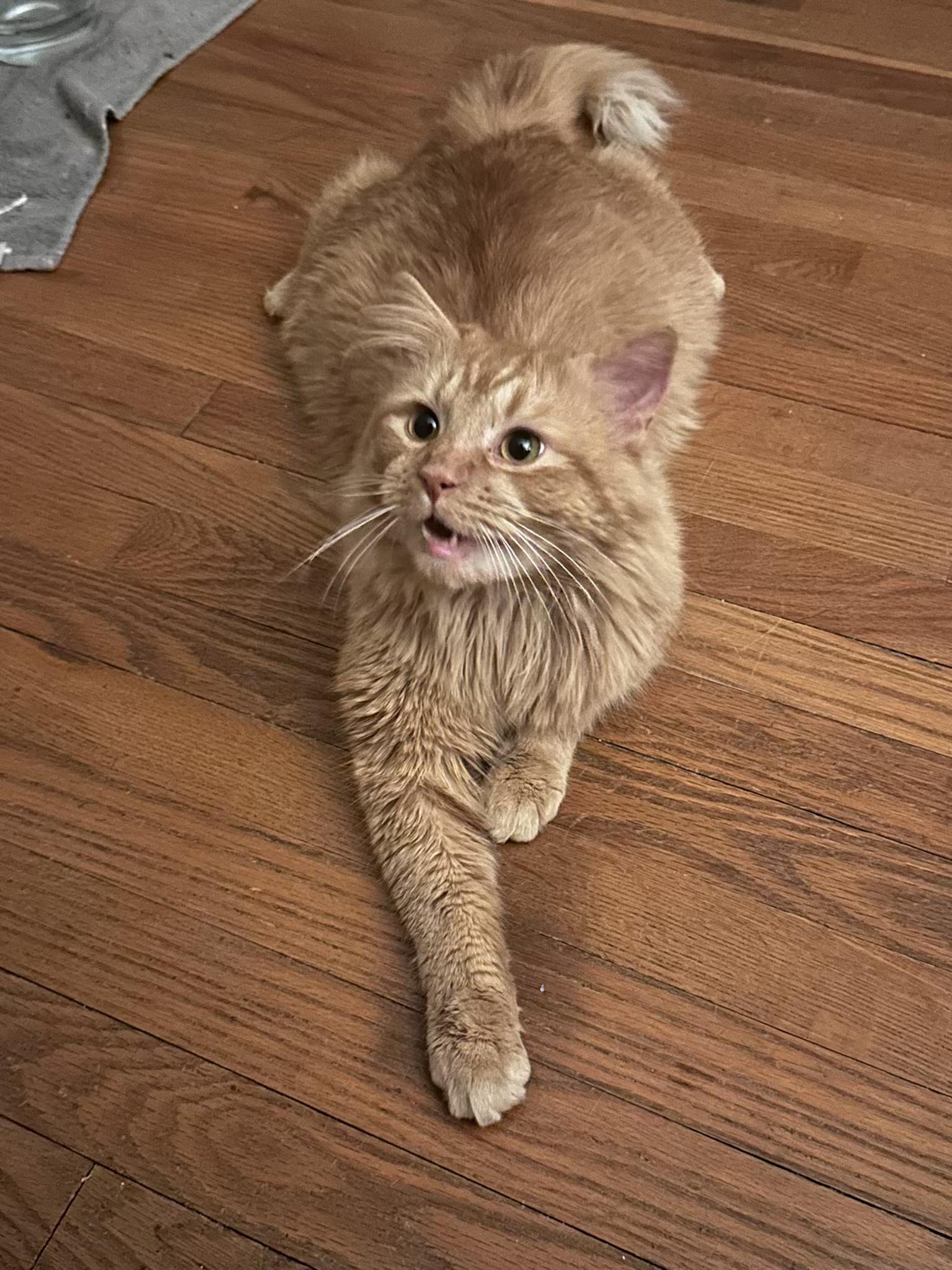 Enlarge Leonidas, a ADOPTABLE Domestic Long Hair in Columbus, OH image 1/6