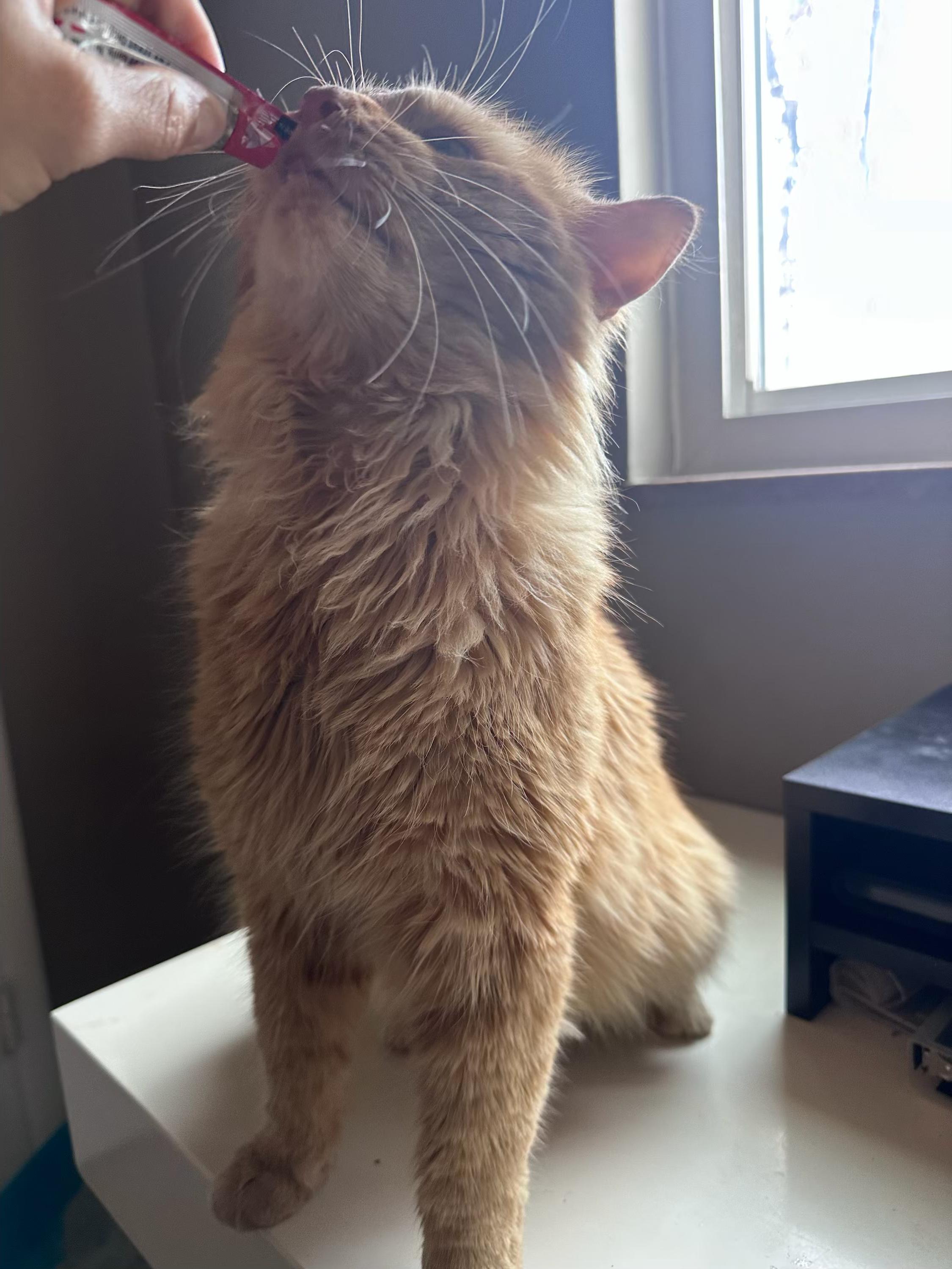 Enlarge Leonidas, a ADOPTABLE Domestic Long Hair in Columbus, OH image 3/6