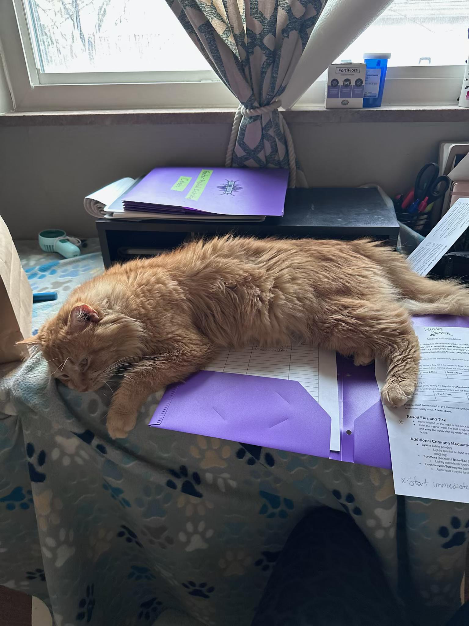 Leonidas thumbnail 5