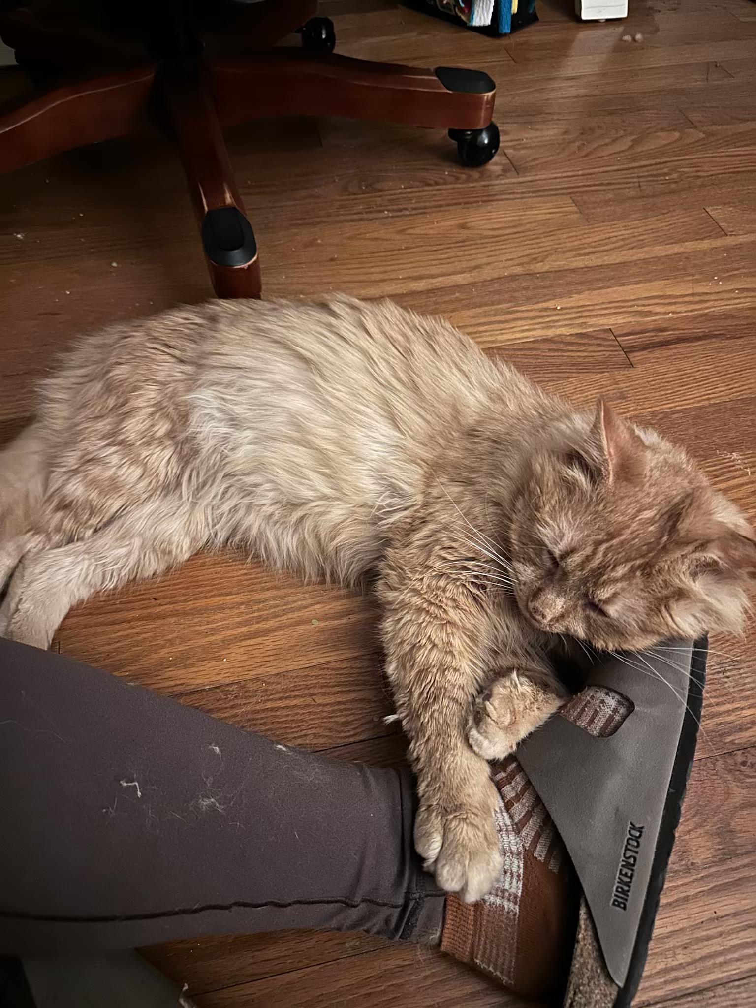 Enlarge Leonidas, a ADOPTABLE Domestic Long Hair in Columbus, OH image 5/6