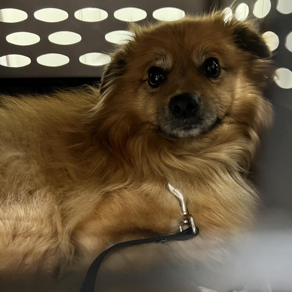 Enlarge Benny, a Adoptable mixed breed in Columbus, NC image 3/4