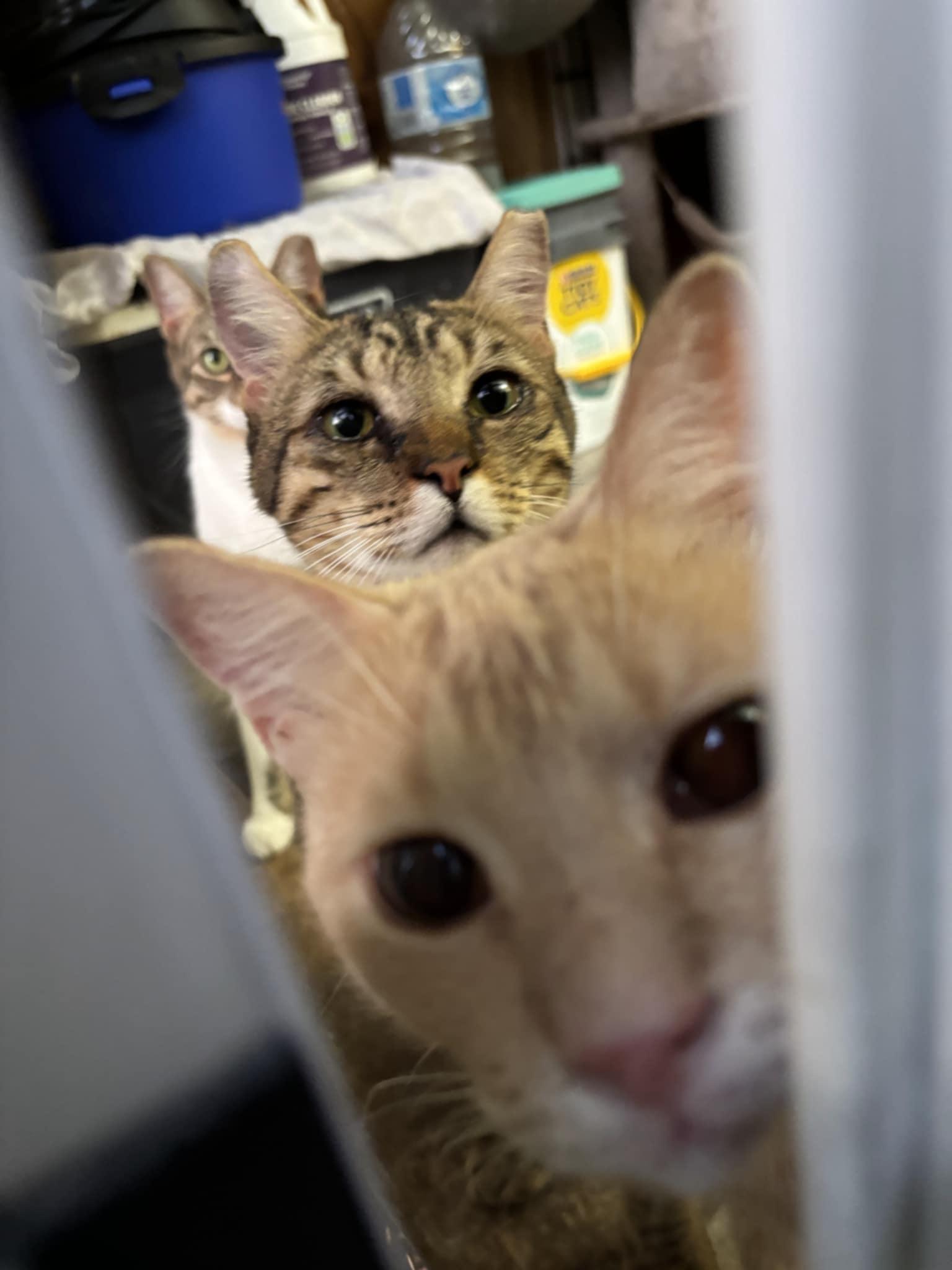 Nova, a Adoptable American Shorthair in Spring, TX image 2/3