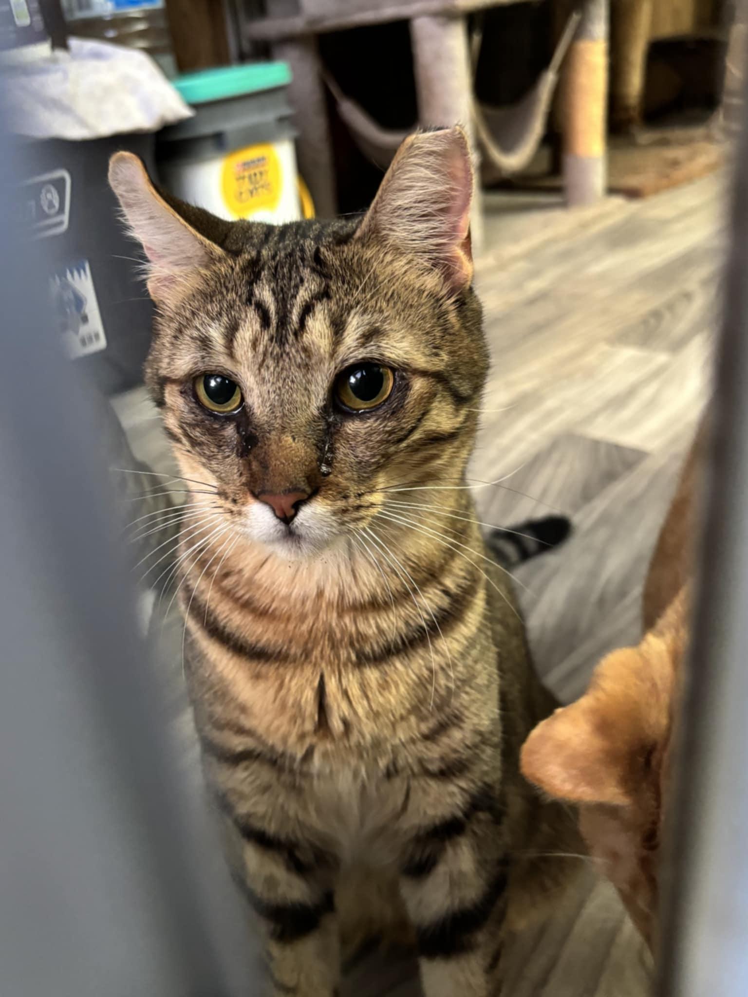 Nova, Adoptable, Adult Male American Shorthair.