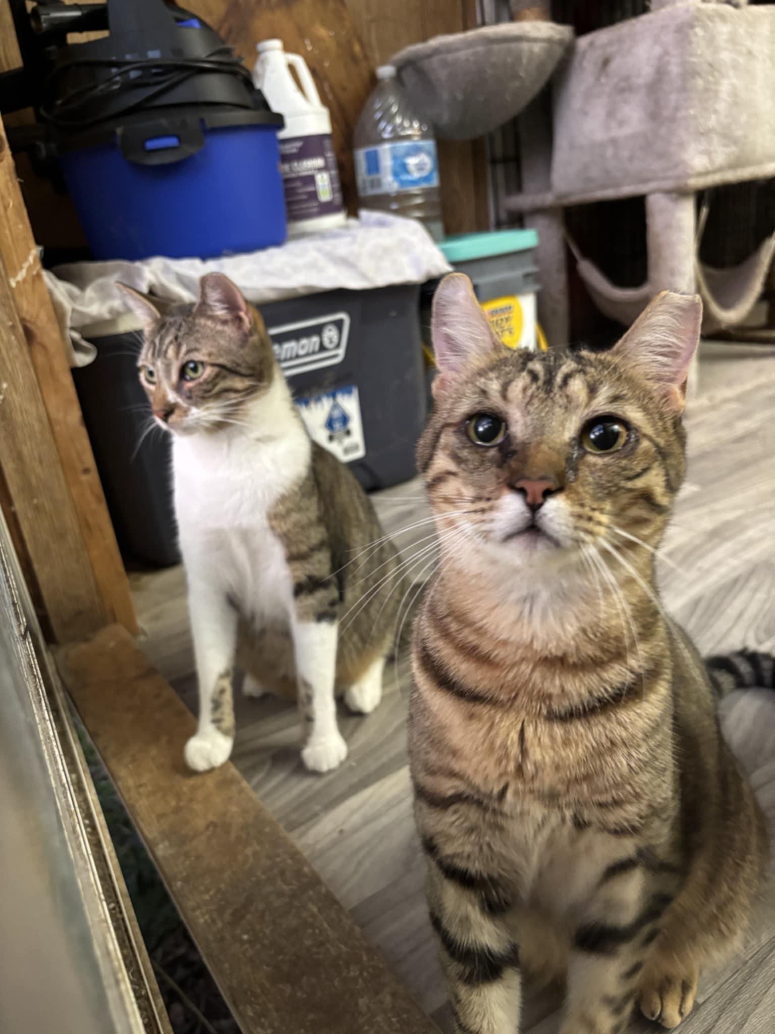 Nova, a Adoptable American Shorthair in Spring, TX image 3/3