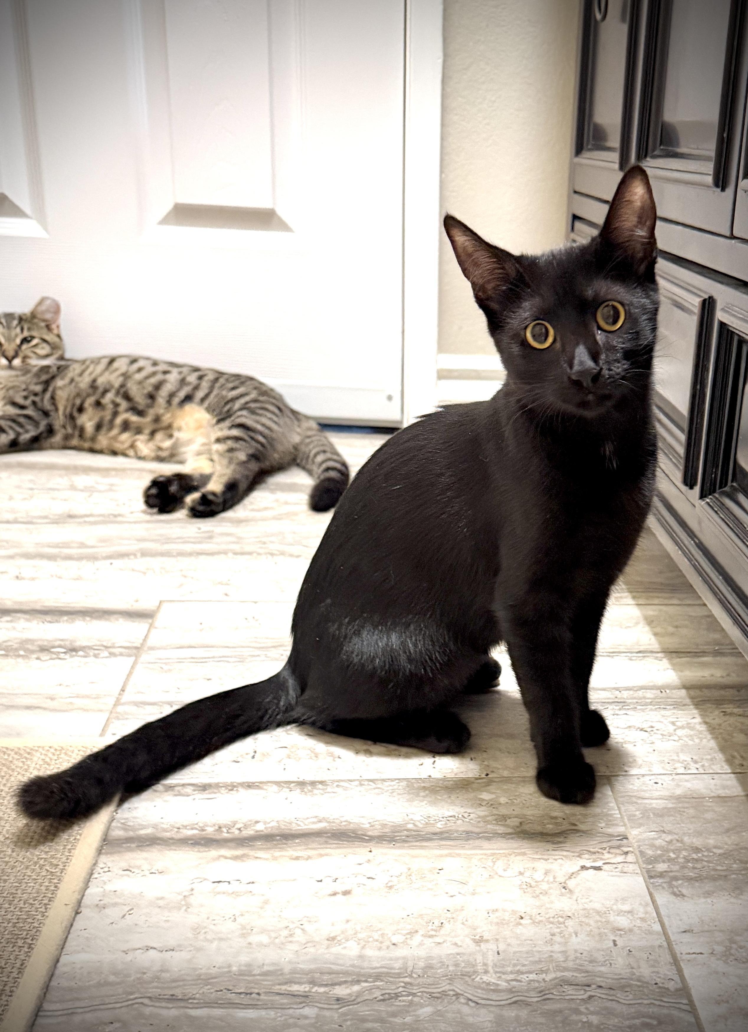 Ellie, Adoptable, Young Female Domestic Short Hair.