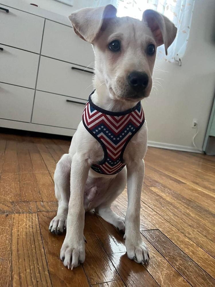 Rene, Adoptable, Puppy Male Mixed Breed.