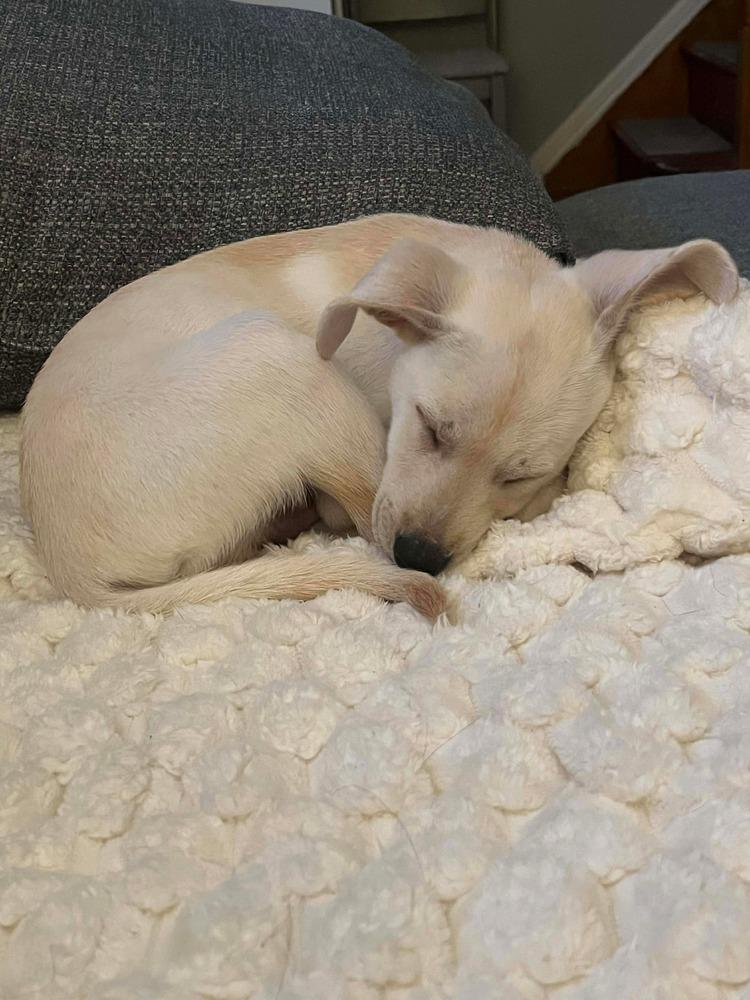 Enlarge Rene, a Adoptable mixed breed in Valley Stream, NY image 2/6