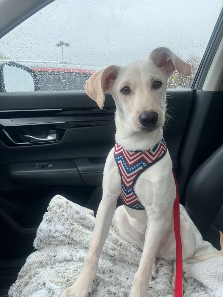 Enlarge Rene, a Adoptable mixed breed in Valley Stream, NY image 2/6