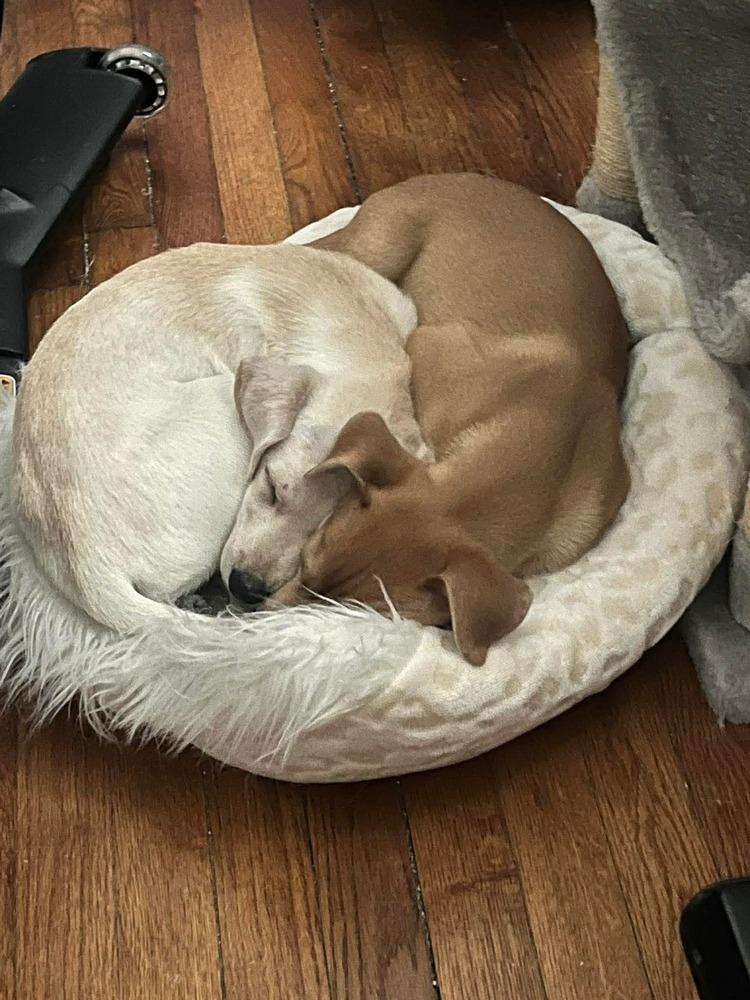 Enlarge Rene, a Adoptable mixed breed in Valley Stream, NY image 2/6