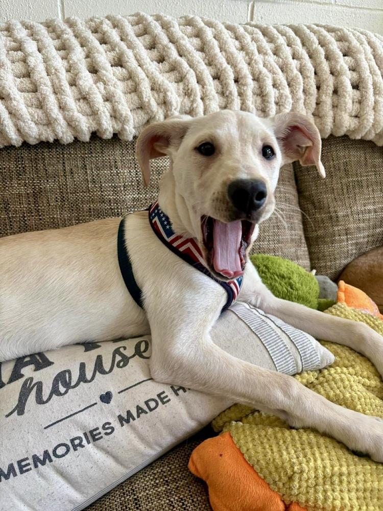 Enlarge Rene, a Adoptable mixed breed in Valley Stream, NY image 3/6