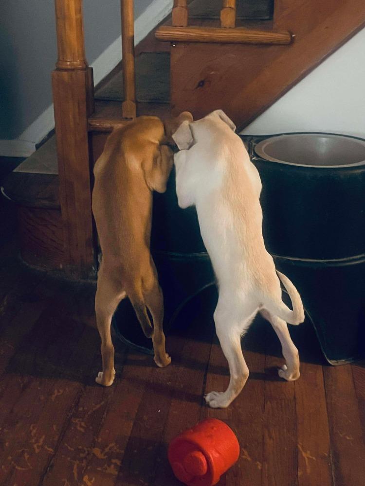 Enlarge Rene, a Adoptable mixed breed in Valley Stream, NY image 3/6