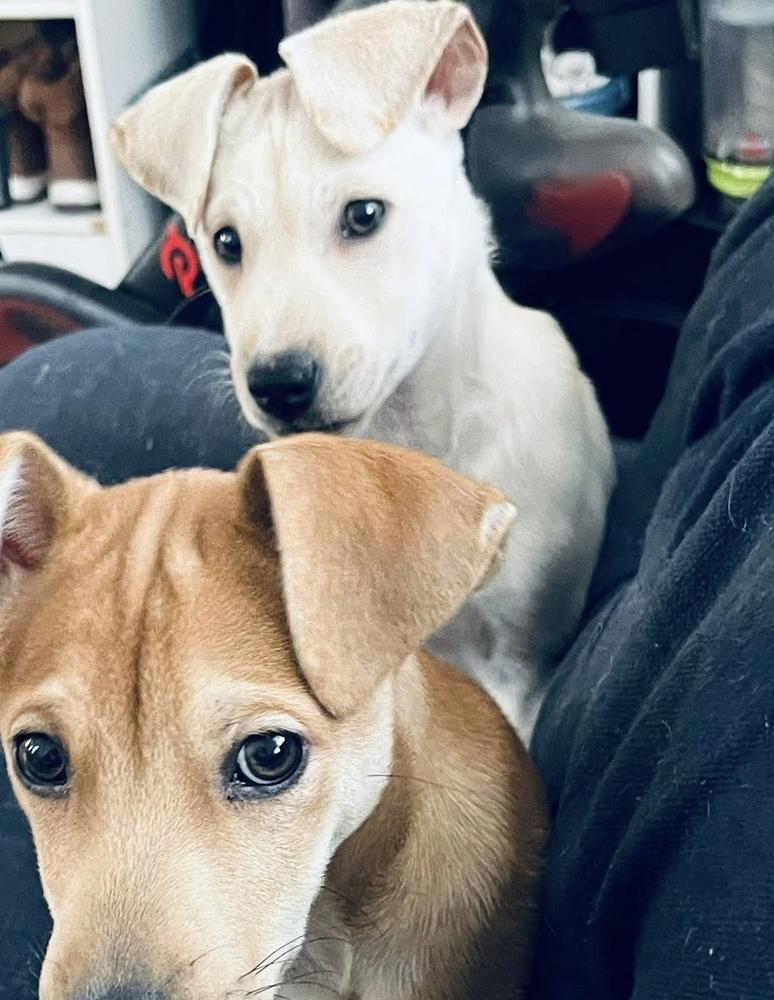 Enlarge Rene, a Adoptable mixed breed in Valley Stream, NY image 4/6